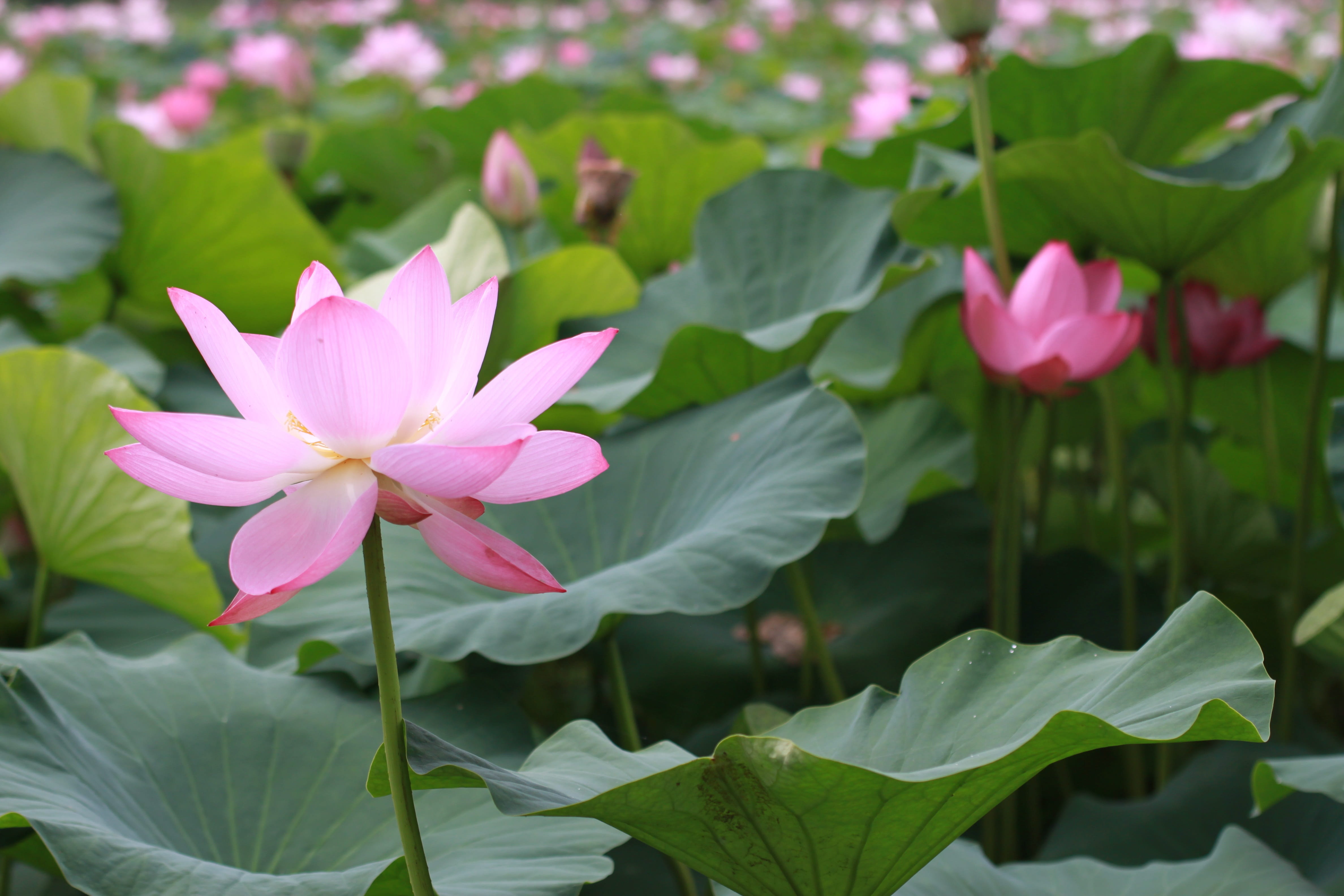 two water head, flowers, water lily, lake, kite, leaf, nature, flower head, inflorescence, petal, vulnerability, lotus, outdoors, flowering plant, 4K, HD Wallpaper
