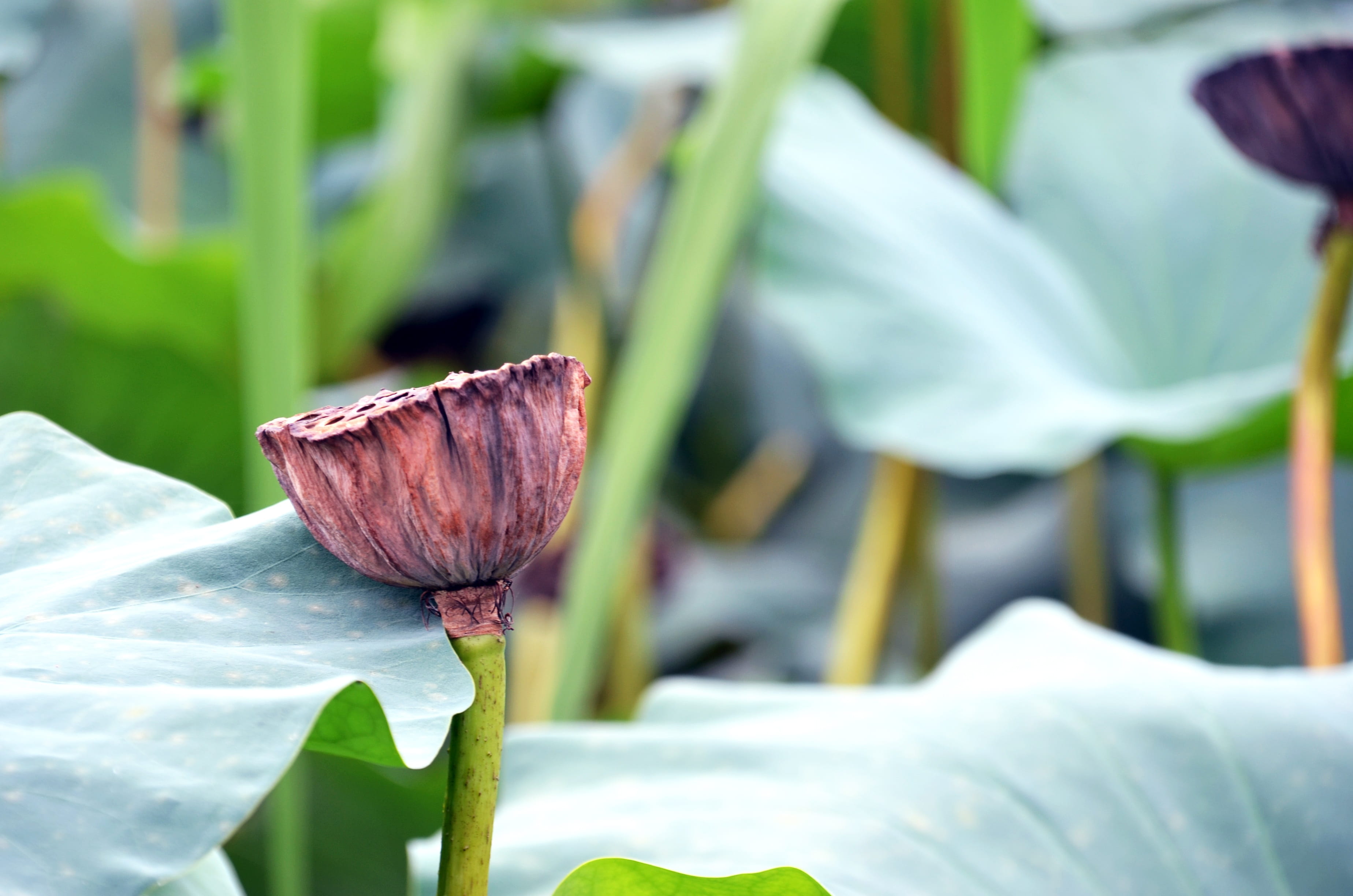 focus on foreground, no people, kite, nature, water lily, 2K, lake, freshness, hydrangea, leaf, beauty in nature, lotus, flowers, flowering plant, flower head, HD Wallpaper
