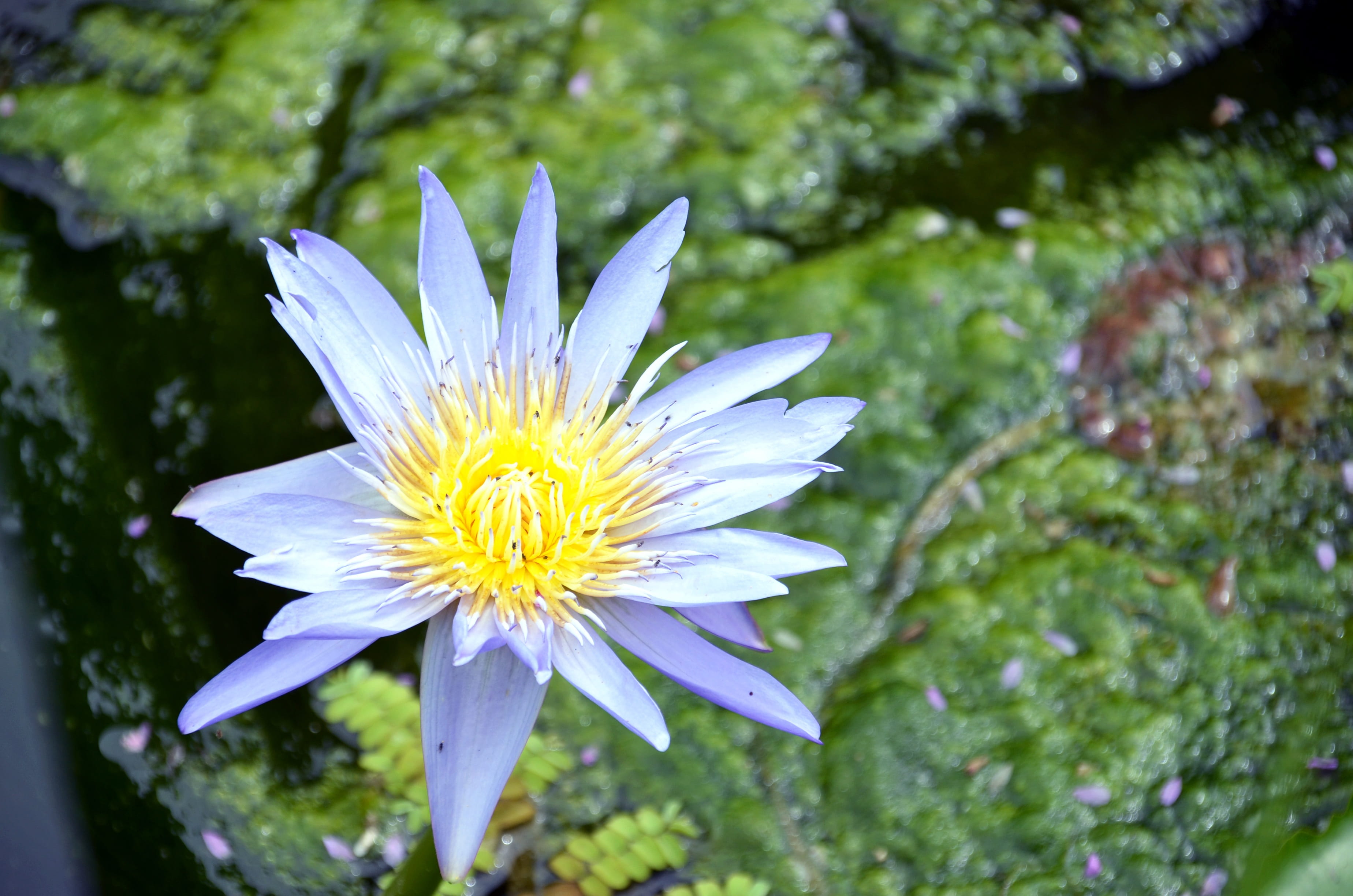 nail, plants, petal, peaks, white, lake, day, water lilies, hongryeon, freshness, no people, nature, flowering plant, lotus, pollen, fragility, beauty in nature, HD Wallpaper