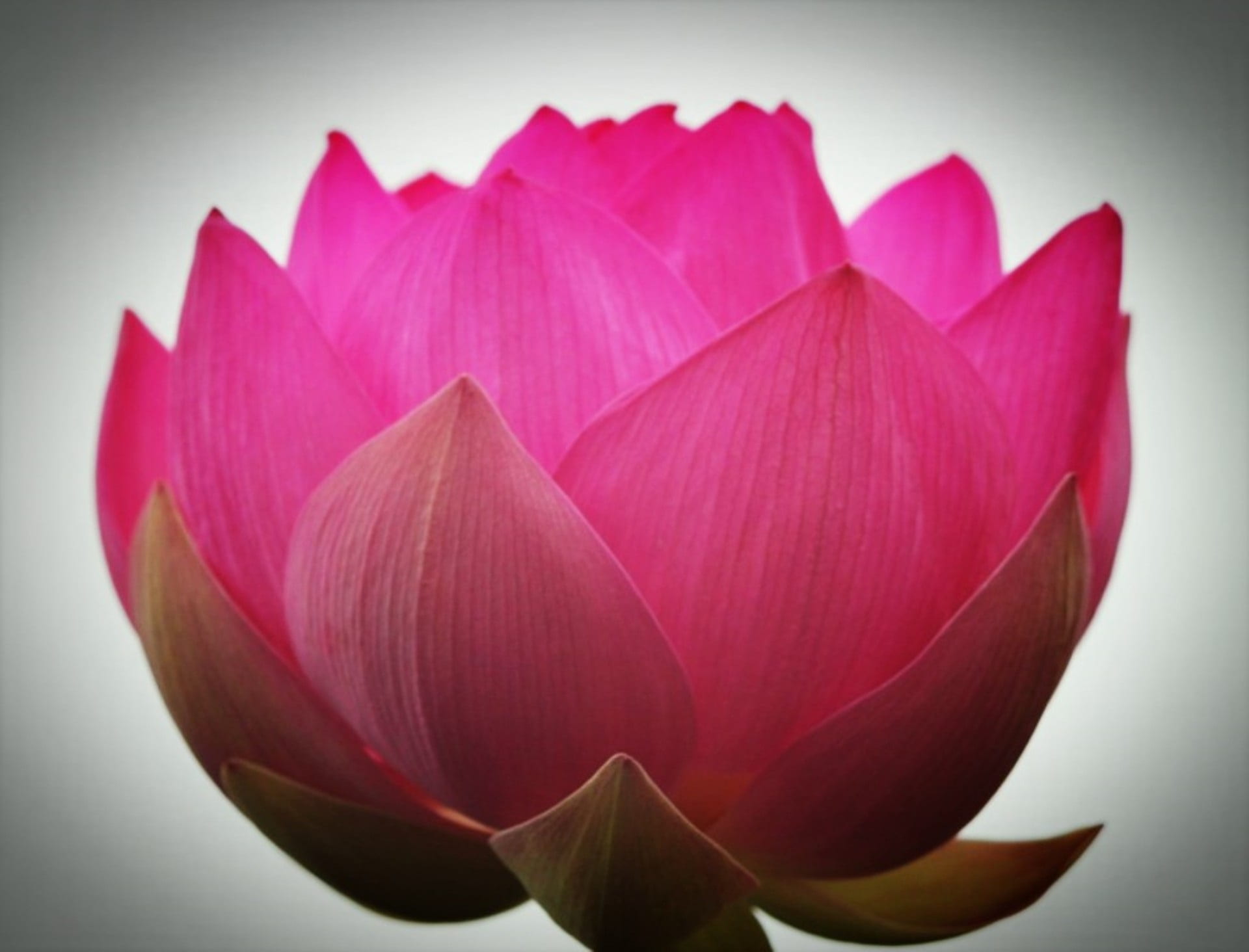 flower, growth, pink, nature, inflorescence, semi circle, no people, lotus water lily, springtime, indoors, petal, fragility, plant, leaf, freshness, 1080P, HD Wallpaper
