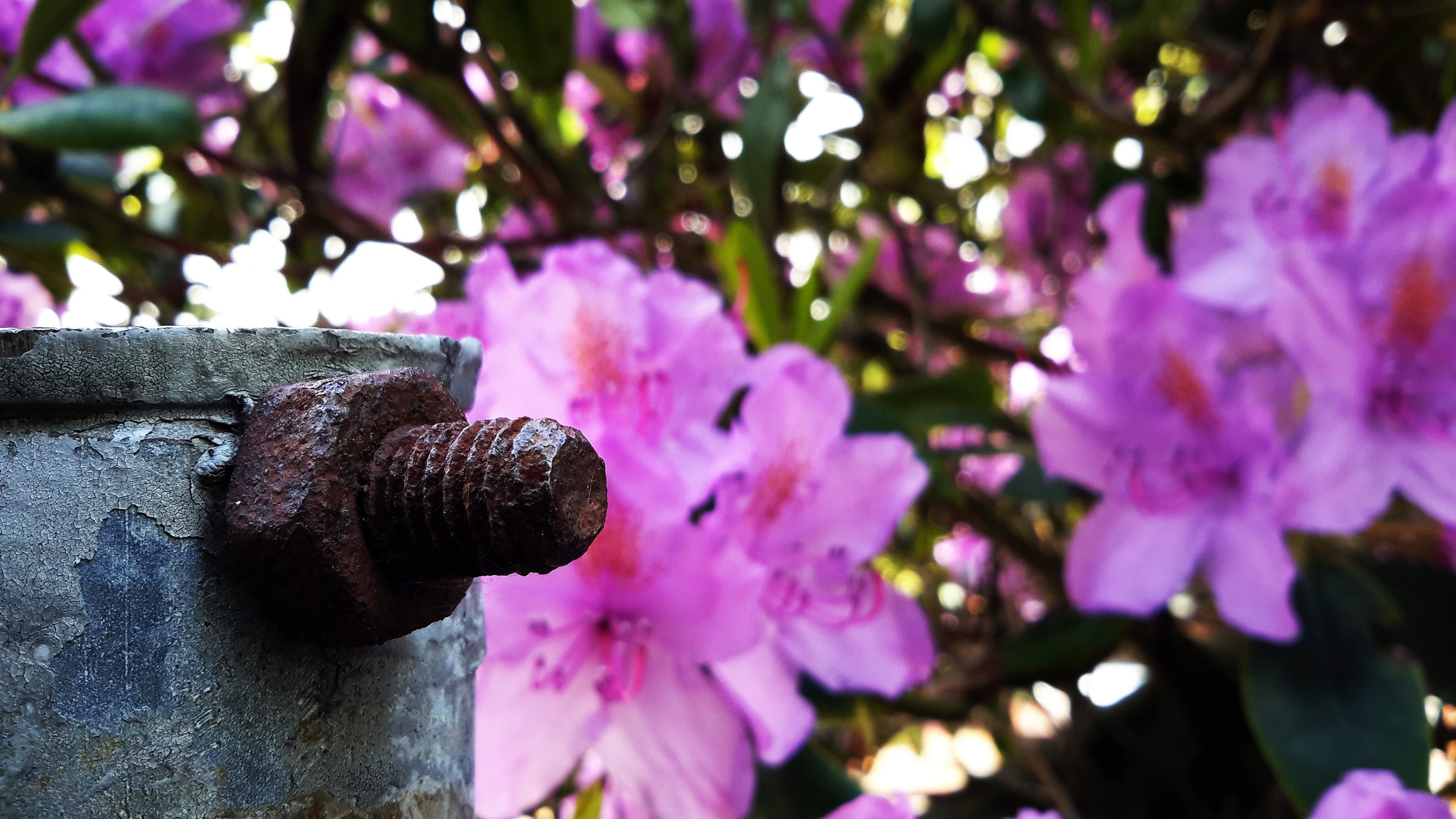 vulnerability, petal, close-up, fragility, no people, low angle view, screws, purple, tree, plant, freshness, pink color, selective focus, depth of field, HD Wallpaper