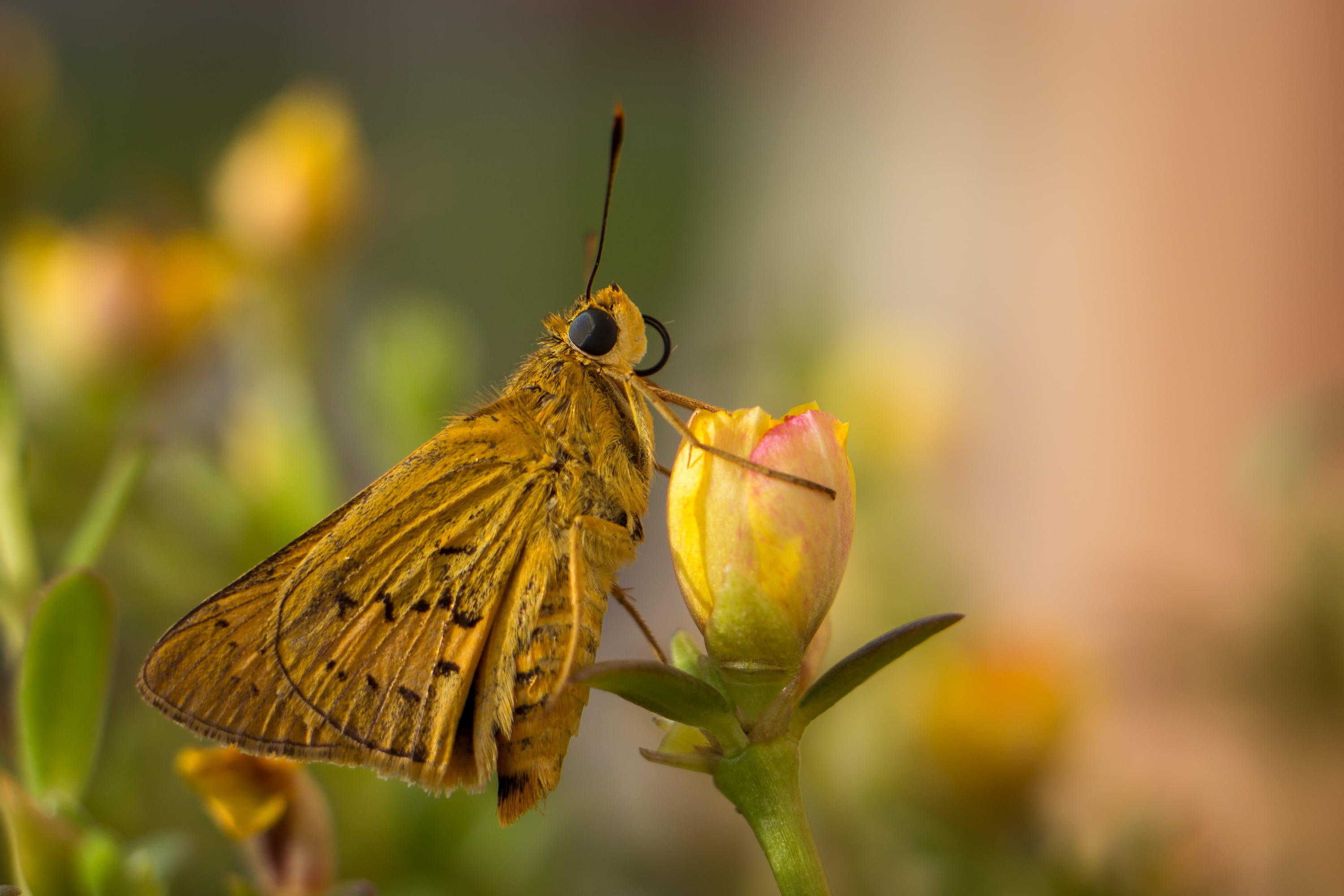 beauty In Nature, summer, shallow focus, brown, butterfly - Insect, hobby, animal Wing, animal, butterfly, 2K, shallow, photograph, focus, 16mm, macro, HD Wallpaper
