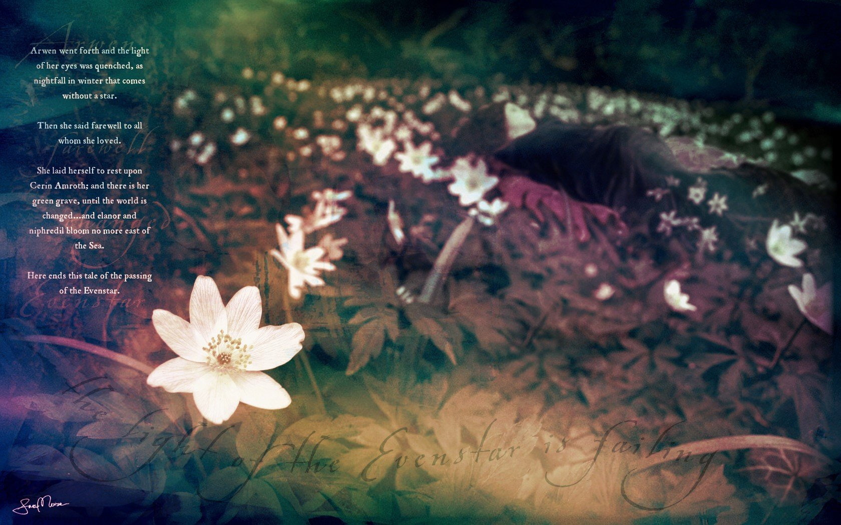 white, day, beauty in nature, of, the, growth, flower head, close-up, tree, 720P, outdoors, text, reflection, multicolor, artwork, Undomiel, lord, rings, HD Wallpaper