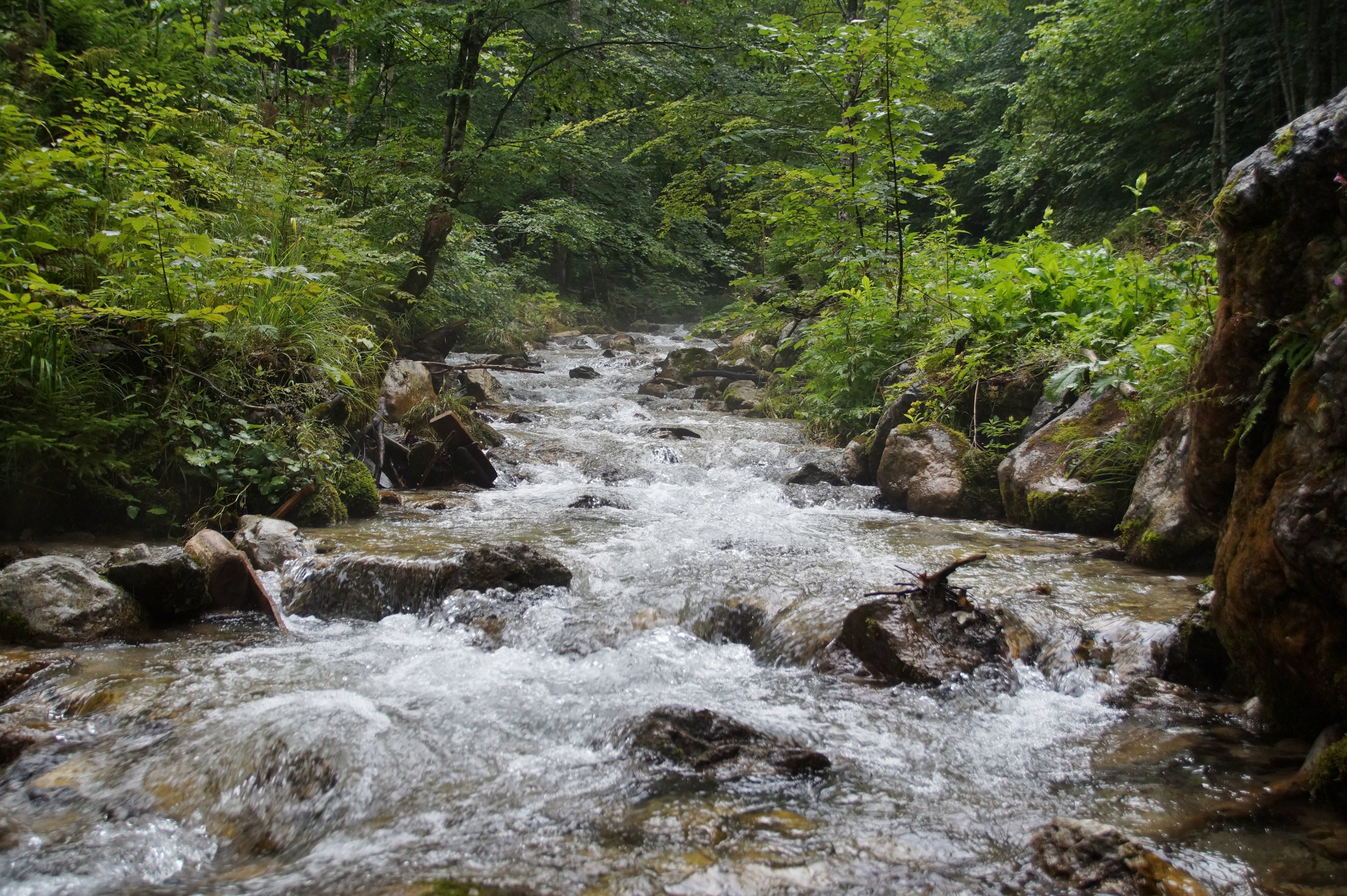 tranquility, stream - flowing water, rock - object, austria, vogelgesang klamm, 5K, rainforest, tree, clear, non-urban scene, outdoors, beauty in nature, HD Wallpaper