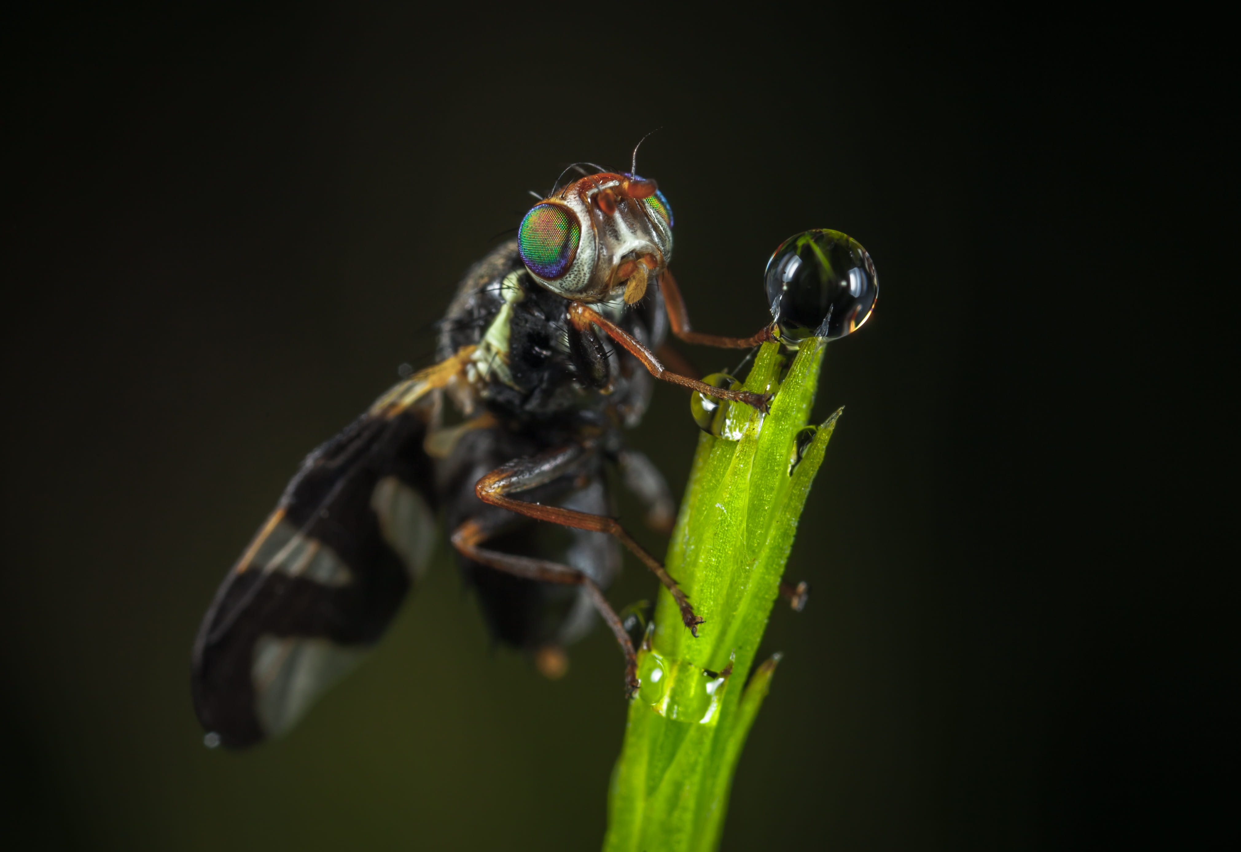 plant, wing, fly, green color, animal, drop, animal eye, zoology, saruman, animals in the wild, plant part, no people, 4K, macro, studio shot, invertebrate, HD Wallpaper