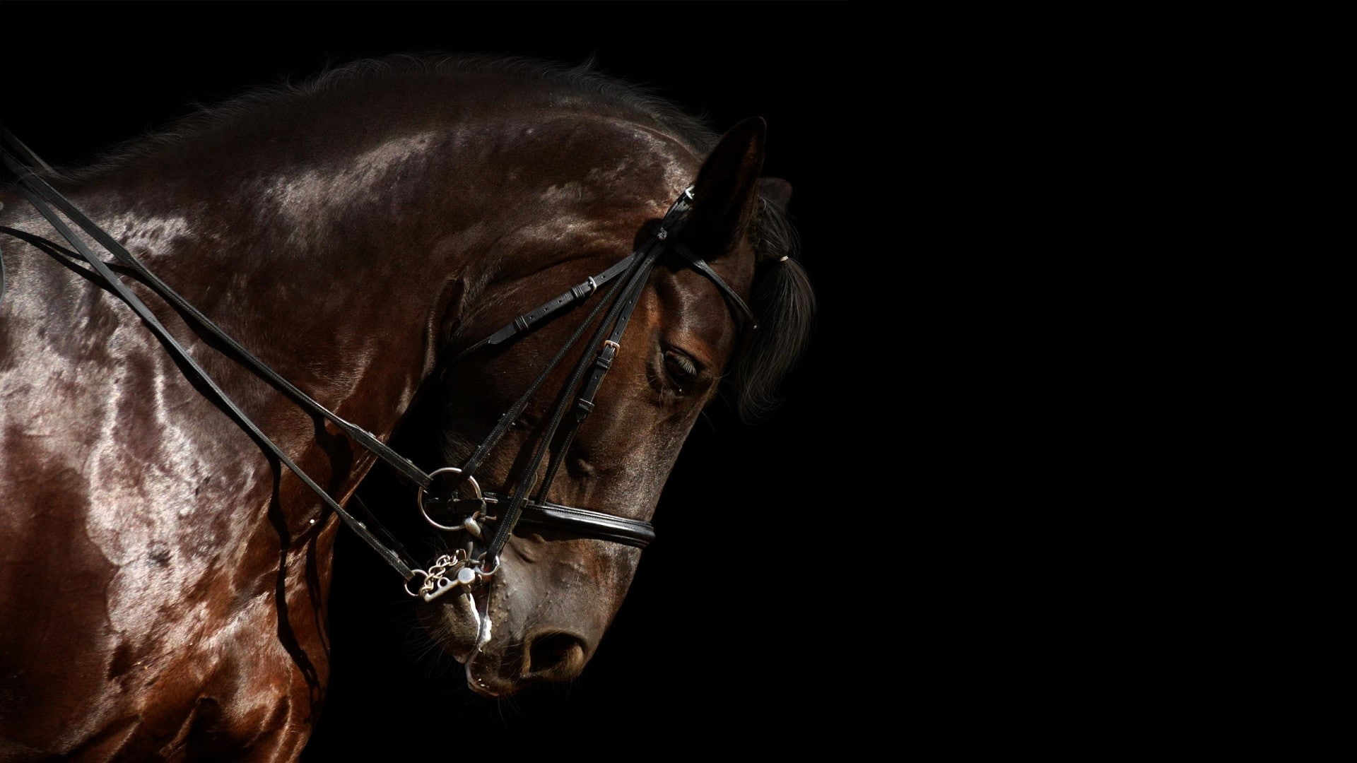 animal eye, working animal, livestock, animal body part, animal head, 1080P, horse, studio shot, bridle, animal themes, black background, no people, animal, HD Wallpaper
