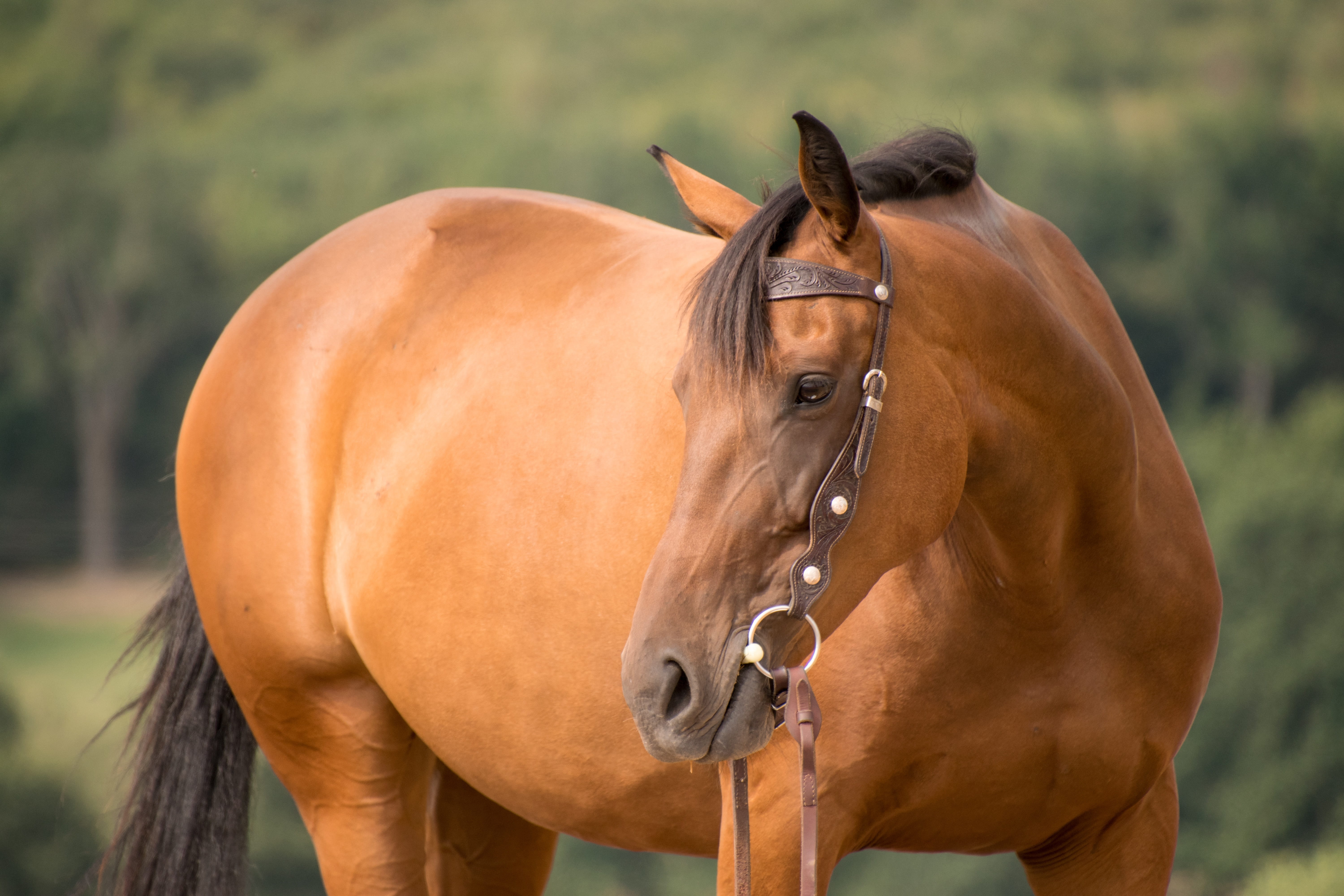 nature, 5K, pets, animal wildlife, herbivorous, one animal, animal head, bridle, vertebrate, field, horse, outdoors, animal themes, animal, ranch, portrait, HD Wallpaper