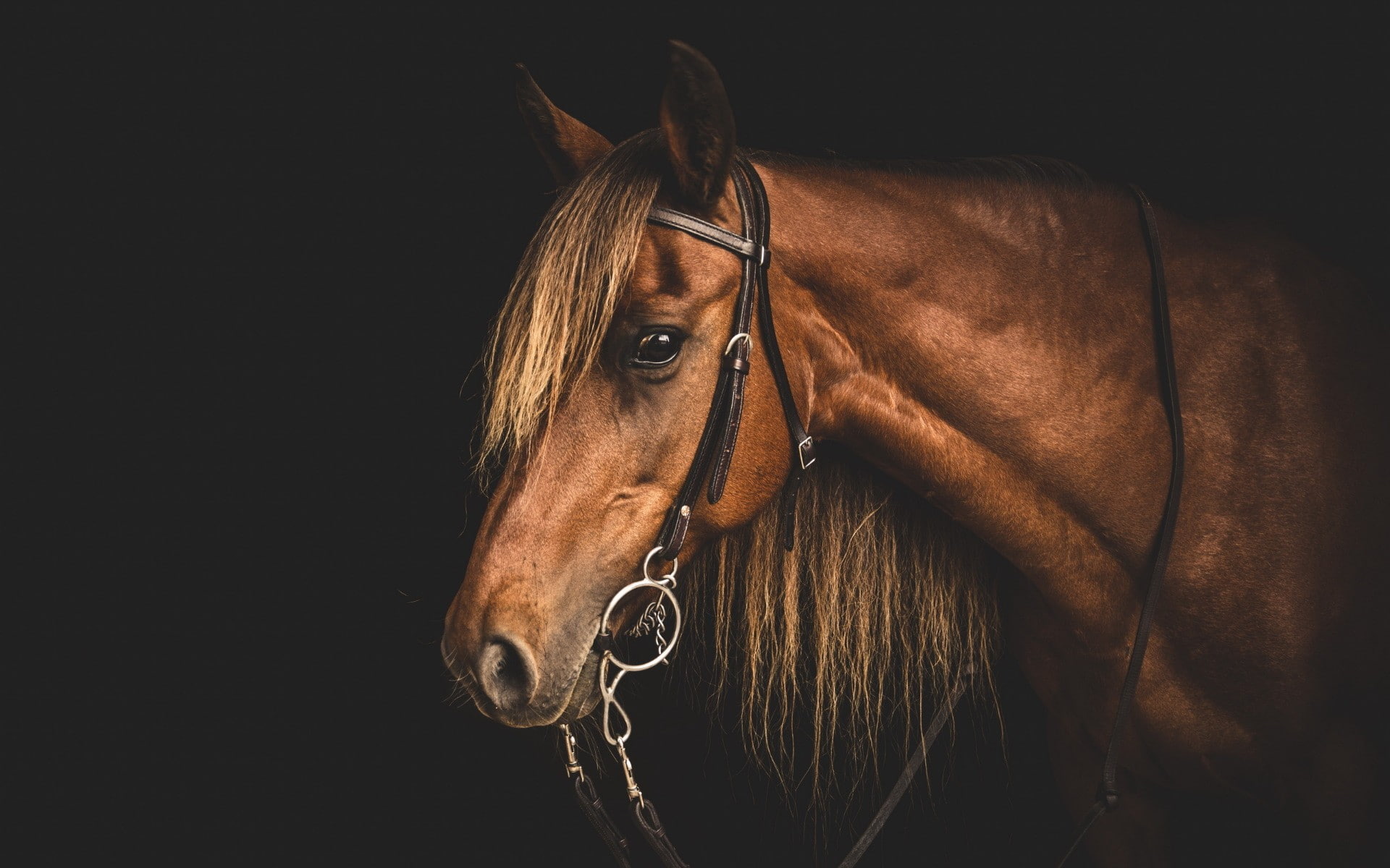 no people, herbivorous, studio shot, animal head, mammal, horse, livestock, animal body part, animals, one animal, pets, close-up, domestic, brown, 1080P, HD Wallpaper