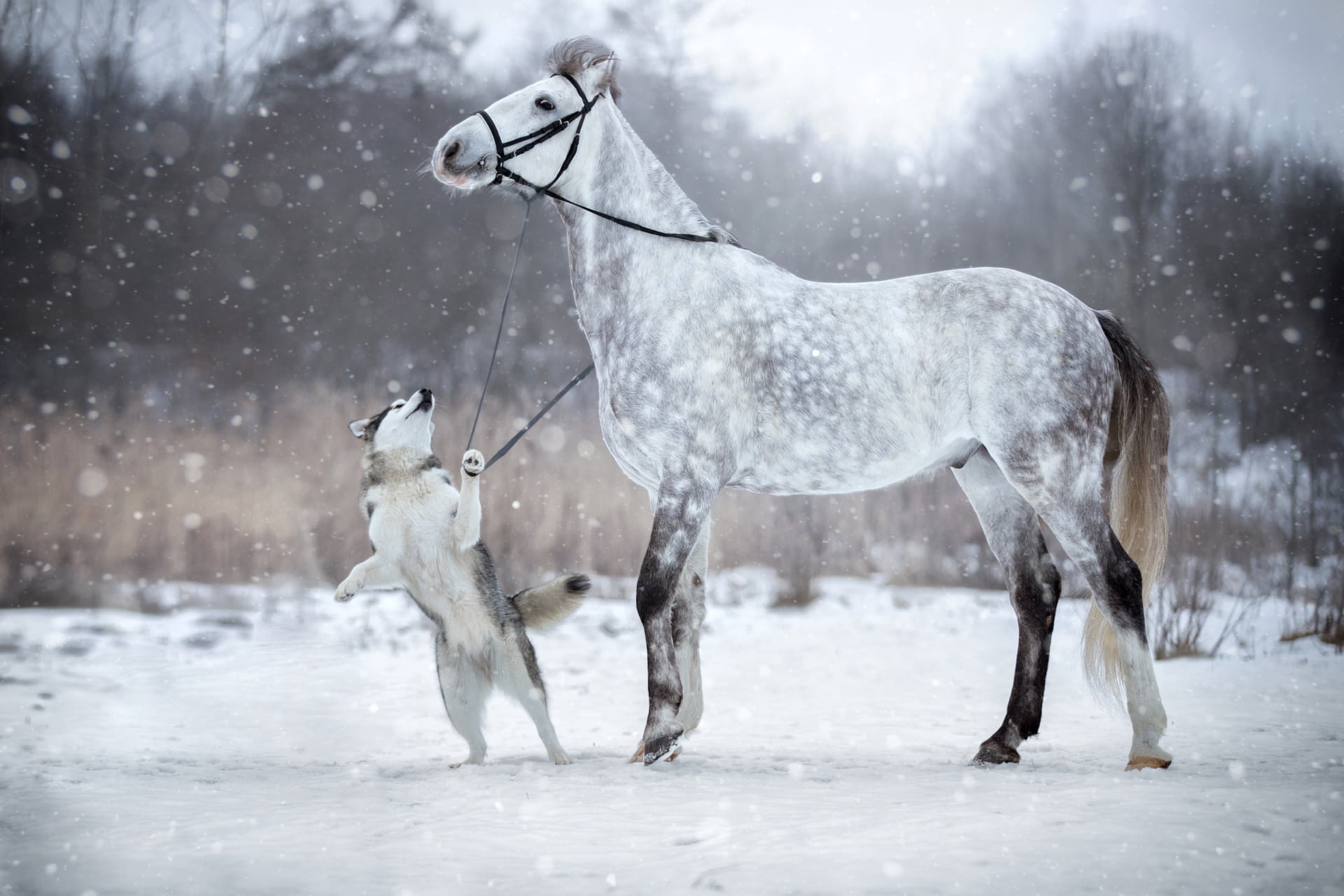 dog, 1080P, winter, bridle, snow, horse, HD Wallpaper