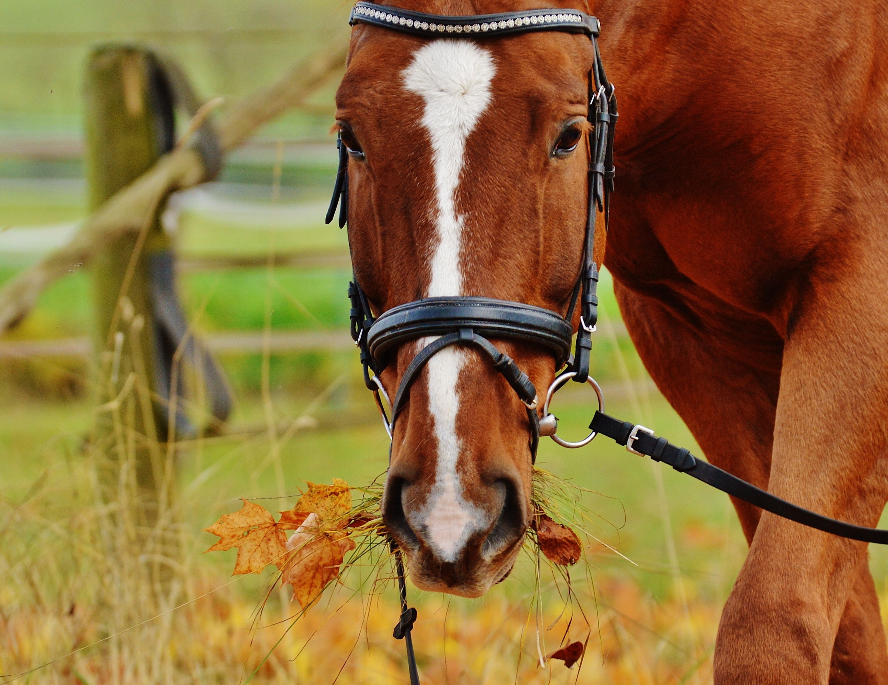 one Animal, livestock, competition, white, nature, land, focus on foreground, mammal, domestic, thoroughbred Horse, no people, field, bridle, outdoors, HD Wallpaper