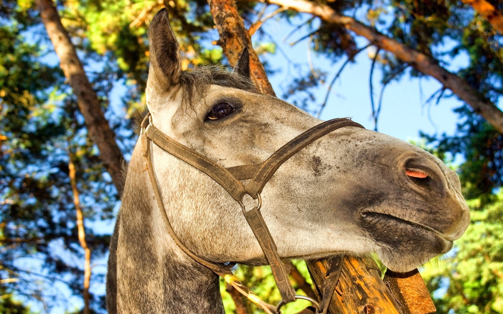 one Animal, 720P, horse, human Face, day, plant, low angle view, livestock, focus on foreground, animal themes, tree, bridle, brown, farm, rural Scene, HD Wallpaper