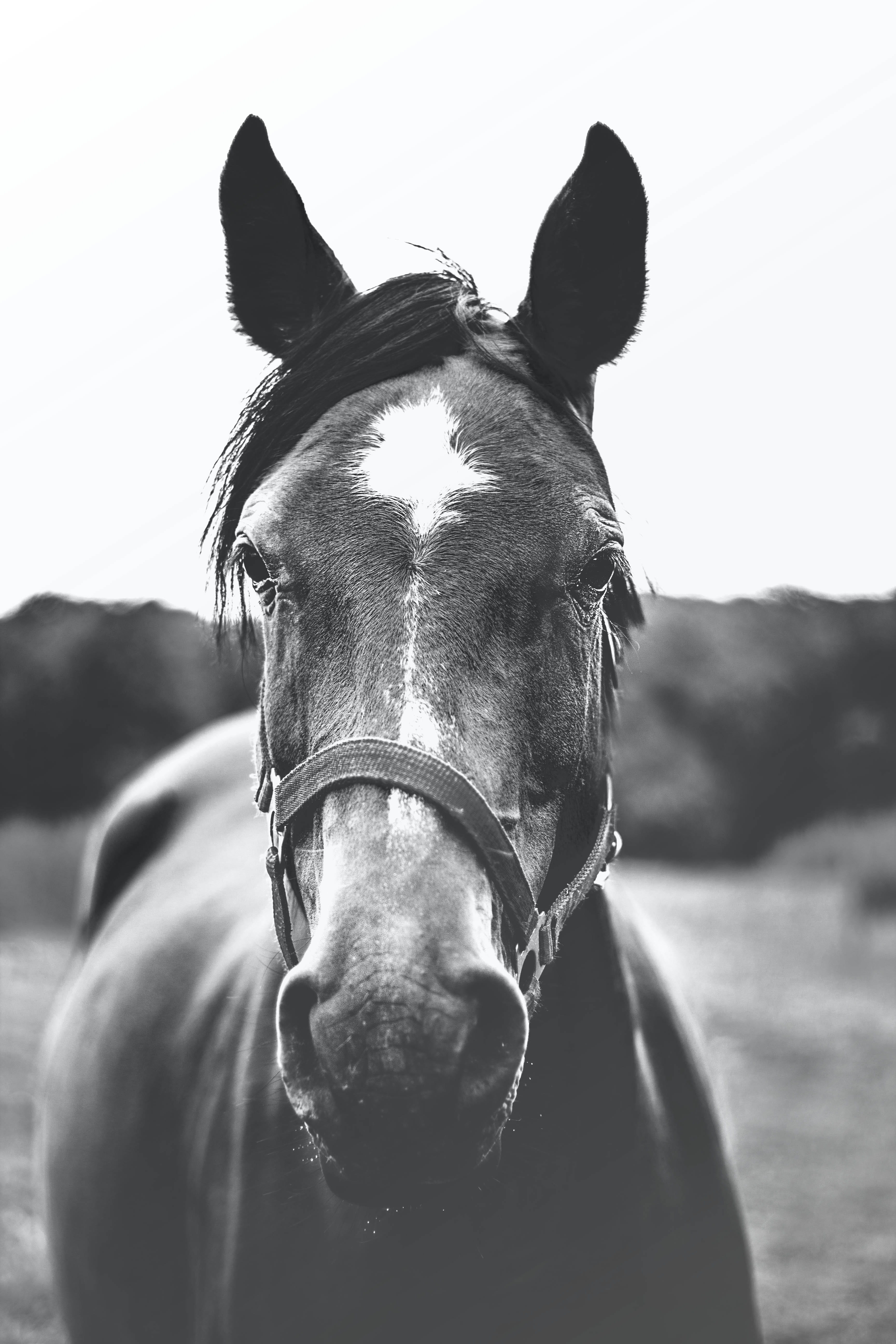 bridle, field, animal head, animal body part, animal themes, close-up, vertebrate, animal eye, no people, grayscale, mammal, day, man, photography, monochrome, Phone HD Wallpaper