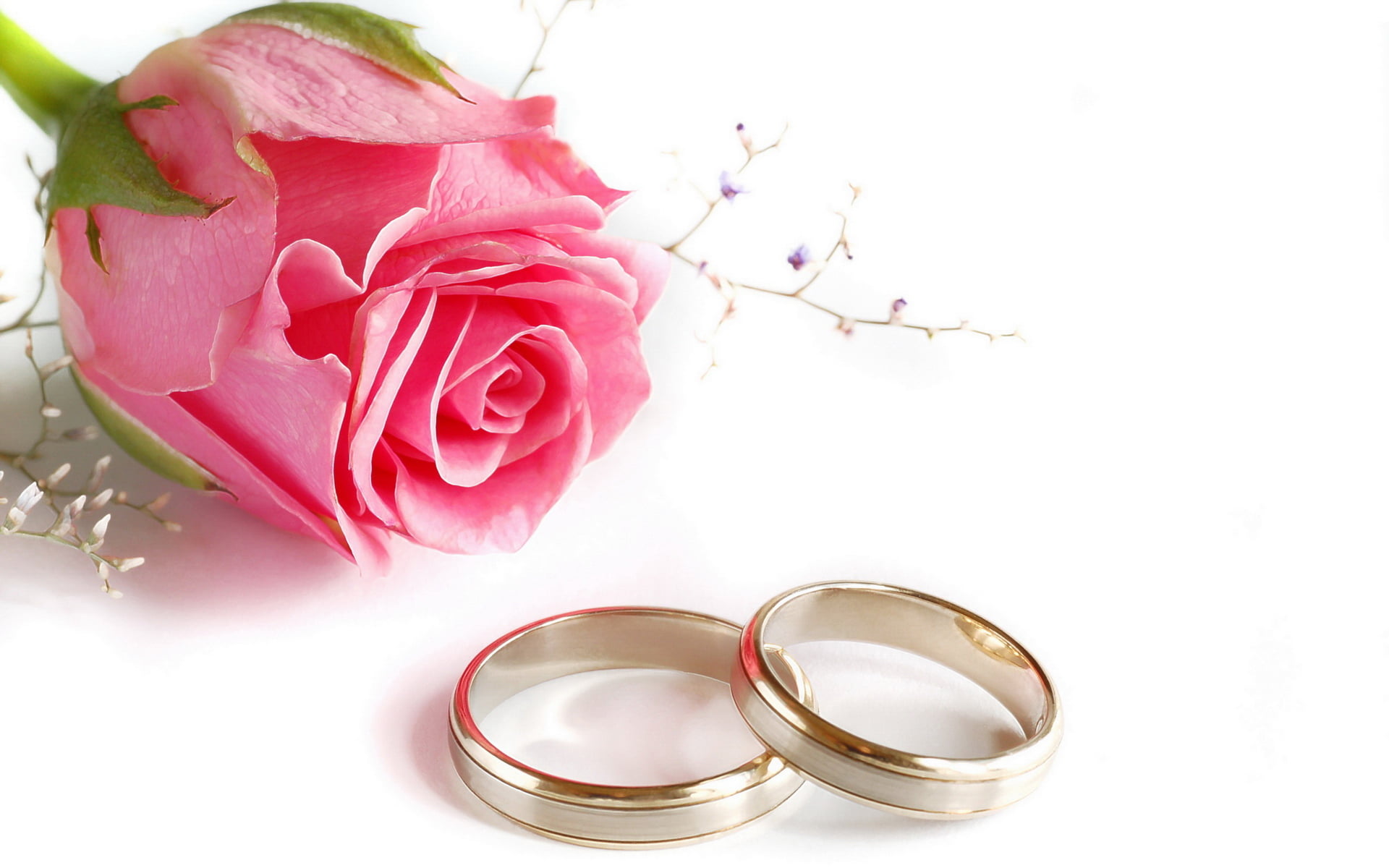 single Flower, bouquet, anniversary, bride, romance, symbol, gold, isolated, no people, flower Head, 1080P, event, white background, petal, pink Color, HD Wallpaper