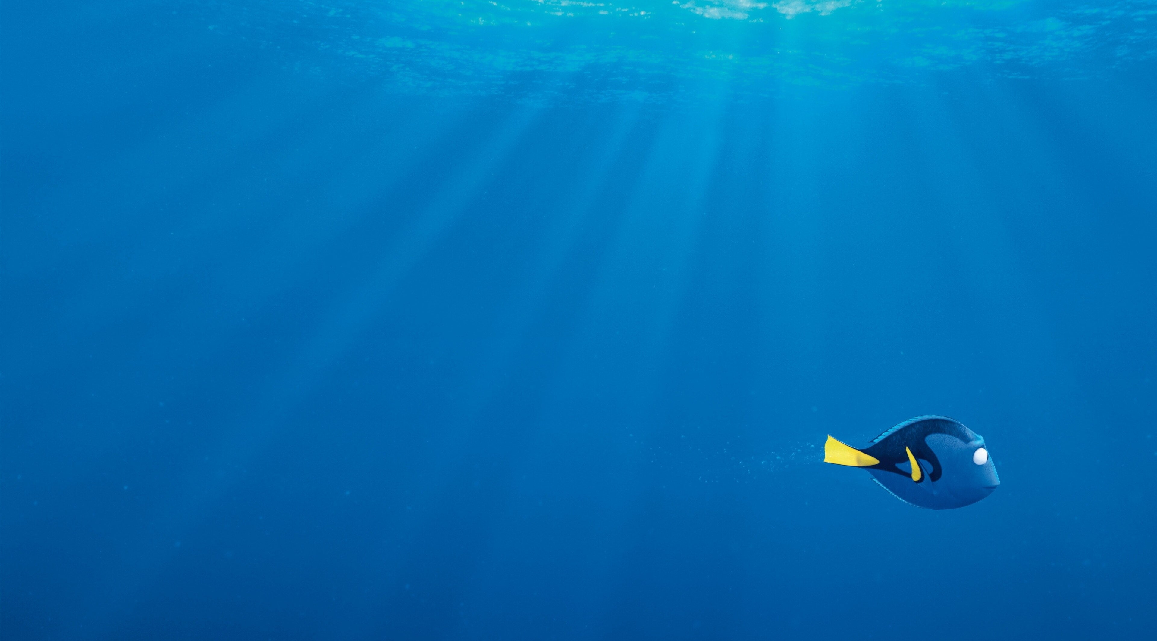 swimming, day, floating on water, blue, no people, copy space, animal themes, nature, finding dory 4k  full screen, marine, animal, undersea, sea life, HD Wallpaper
