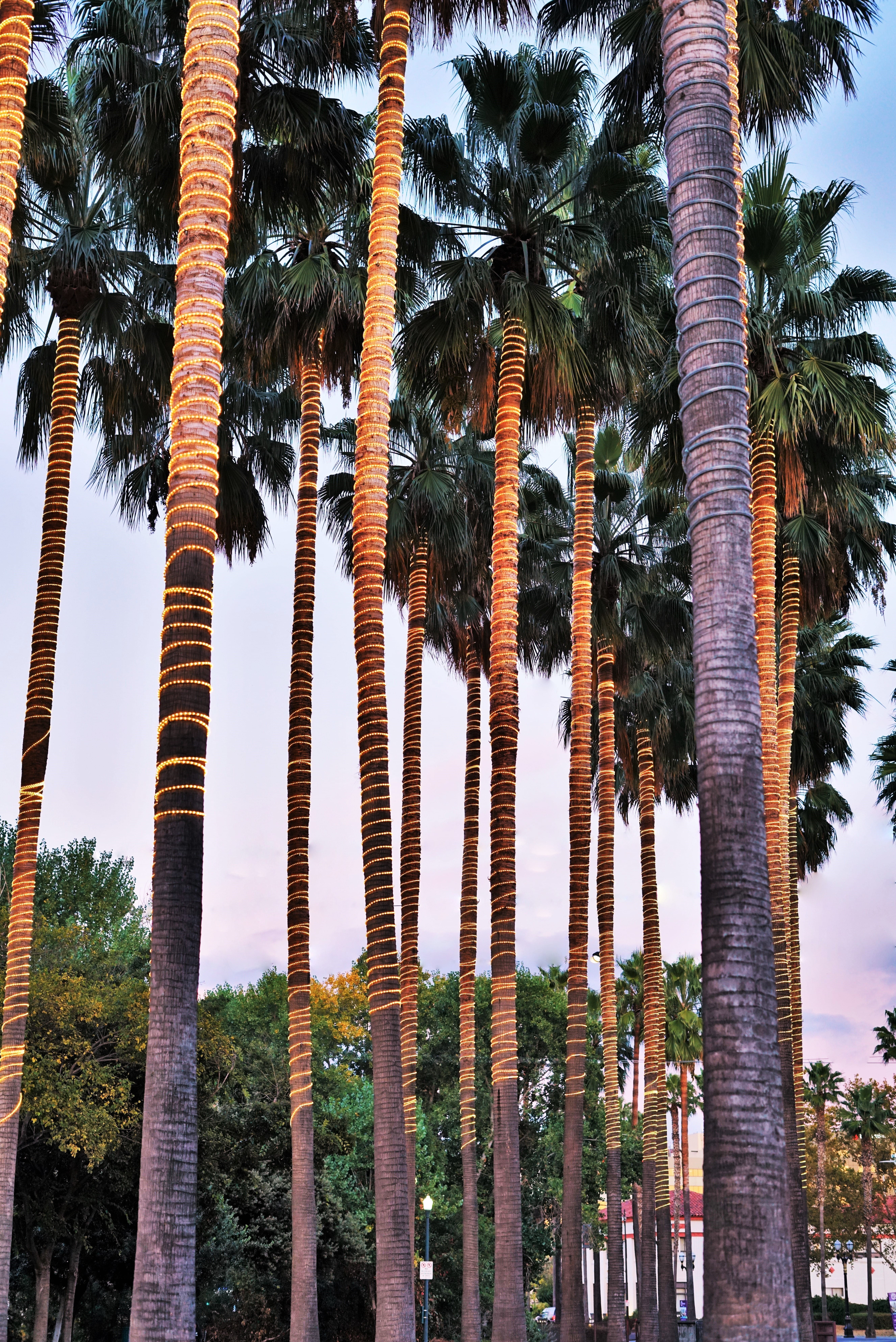 palm leaf, tranquility, trees, low angle view, travel destinations, palm tree, palm, plant, trunk, treelined, beauty in nature, architectural column, yellow, Phone HD Wallpaper