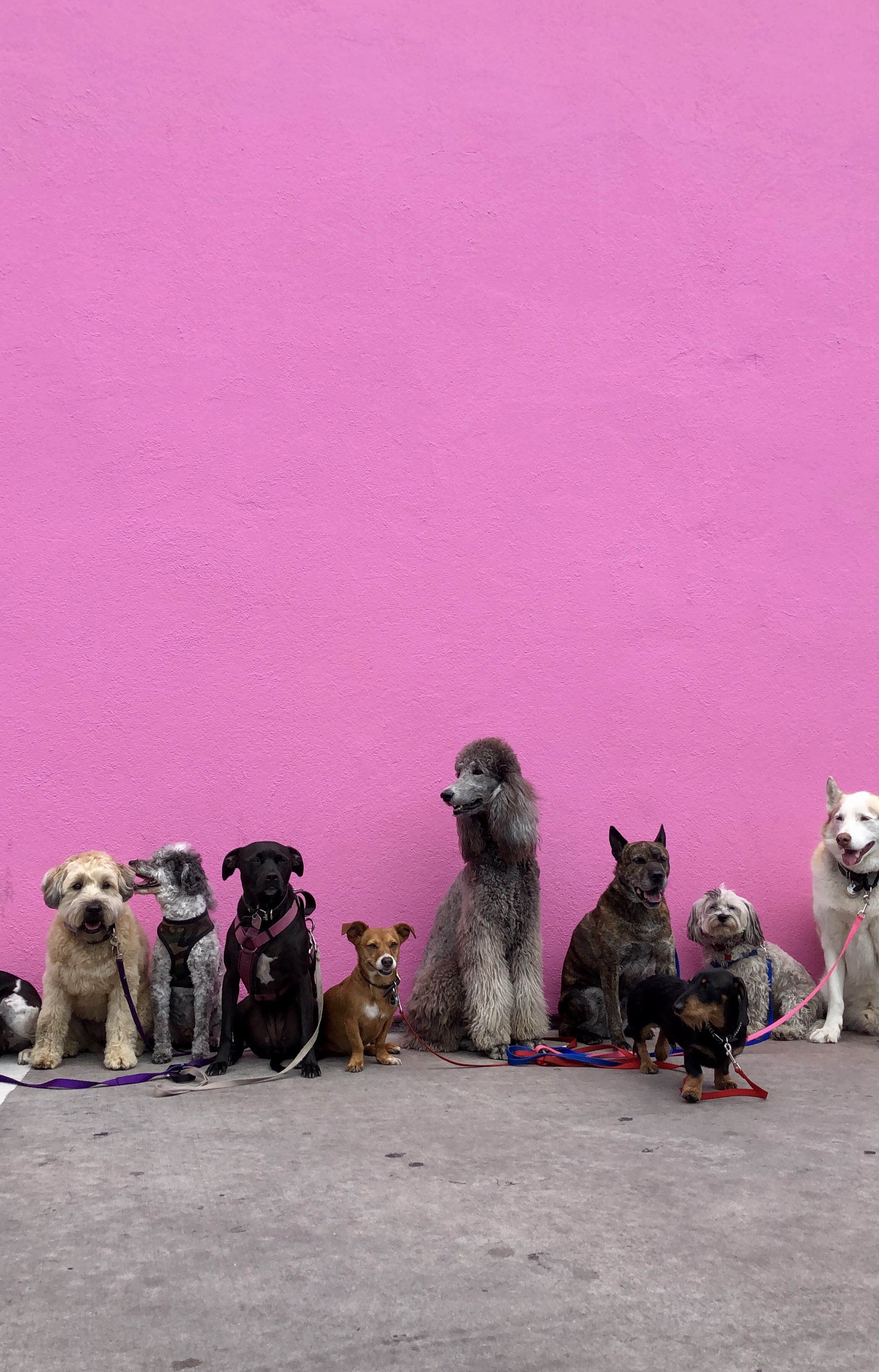 mammal, fall, lineup, dog walker, pink, in a row, sitting, no people, copy space, art and craft, purple, domestic, untitled, los angeles, dogs, animal family, Phone HD Wallpaper