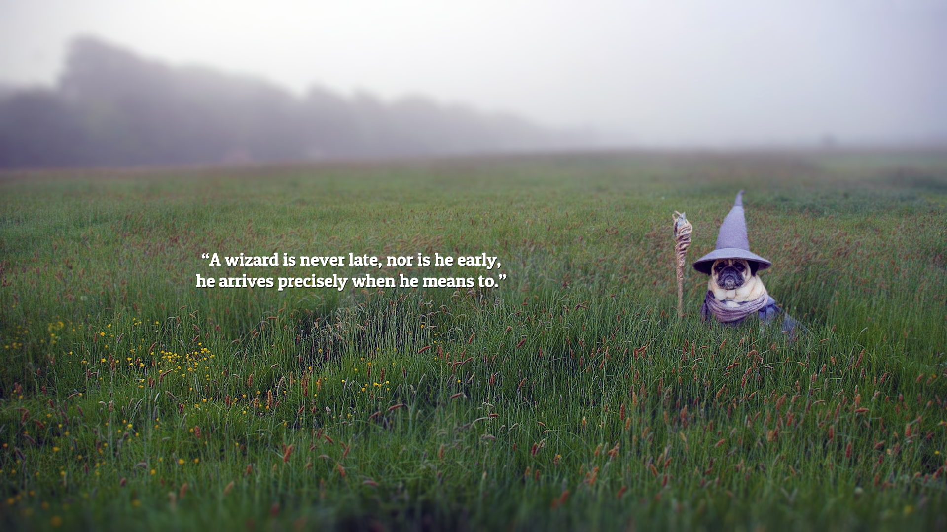 The Lord of the Rings, 1080P, Gandalf, quote, pug, HD Wallpaper