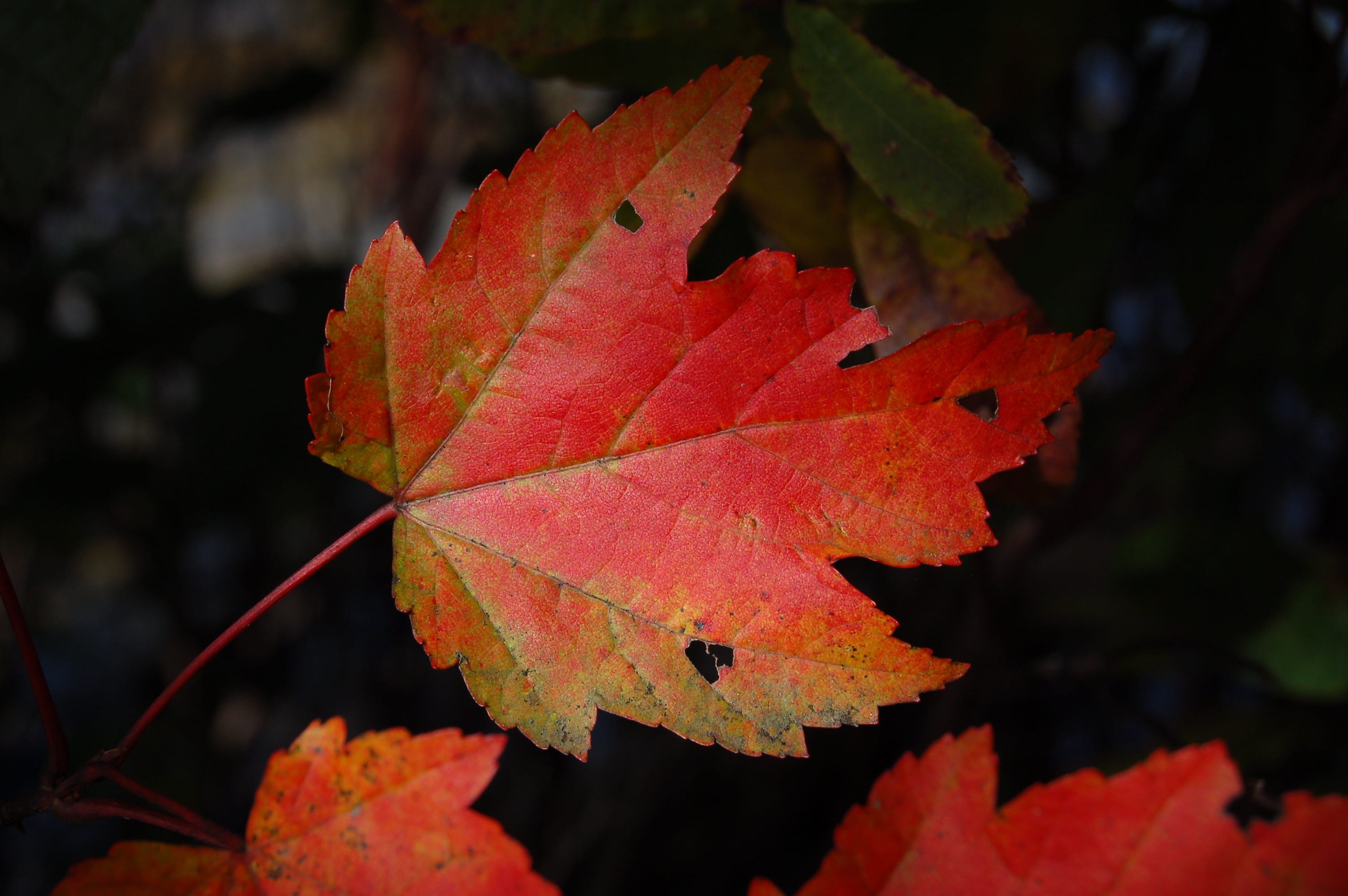colorful, leaf, leave, maple, close-up, plant part, natural condition, nature, fall color, day, foilage, 2K, maple leaf, red, no people, fire, outdoors, HD Wallpaper