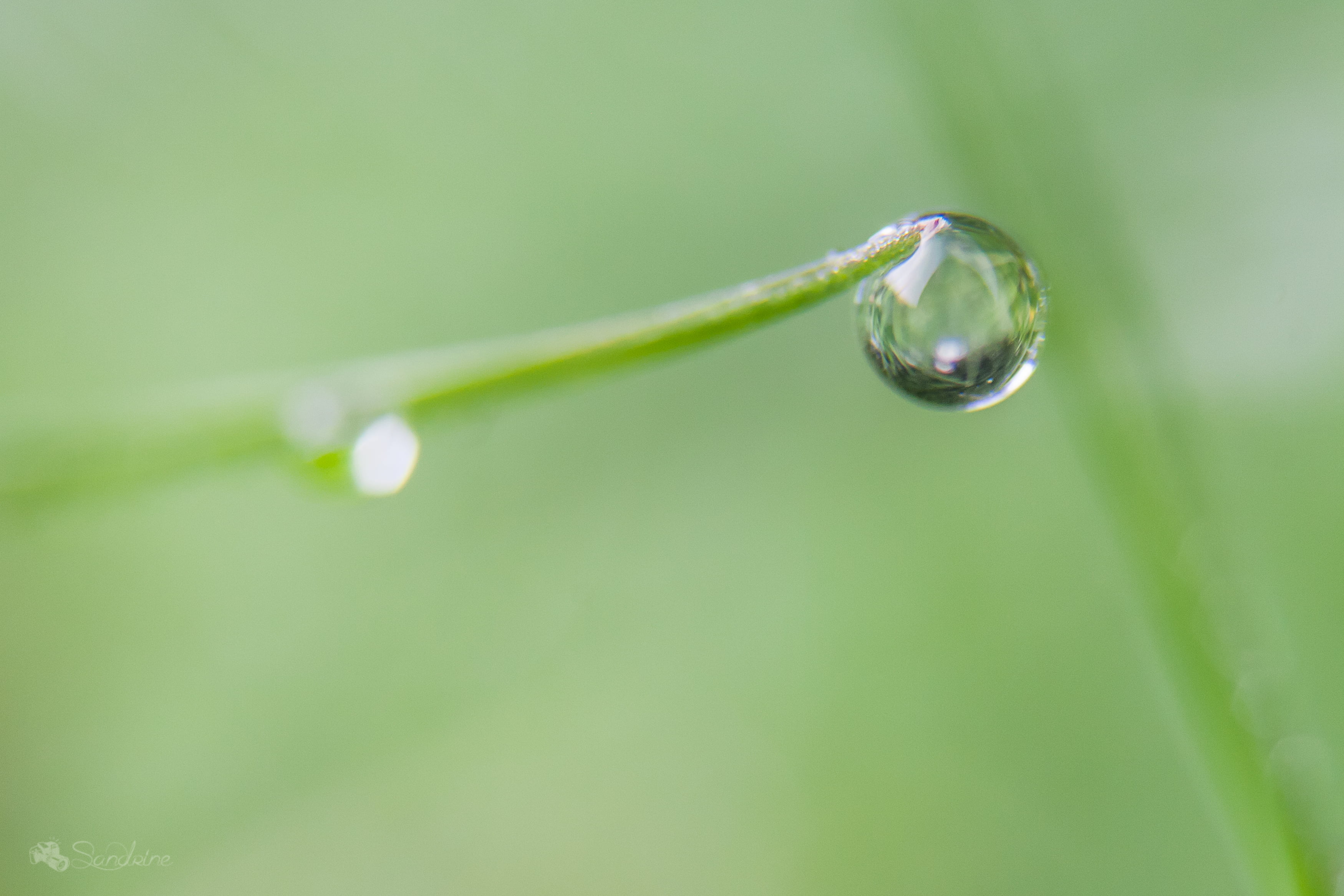 plant, environment, shallow focus, dew, monde, green plant, nature, water, green, canon, shallow, le, backgrounds, focus, 2K, close-up, du, lightroom, HD Wallpaper