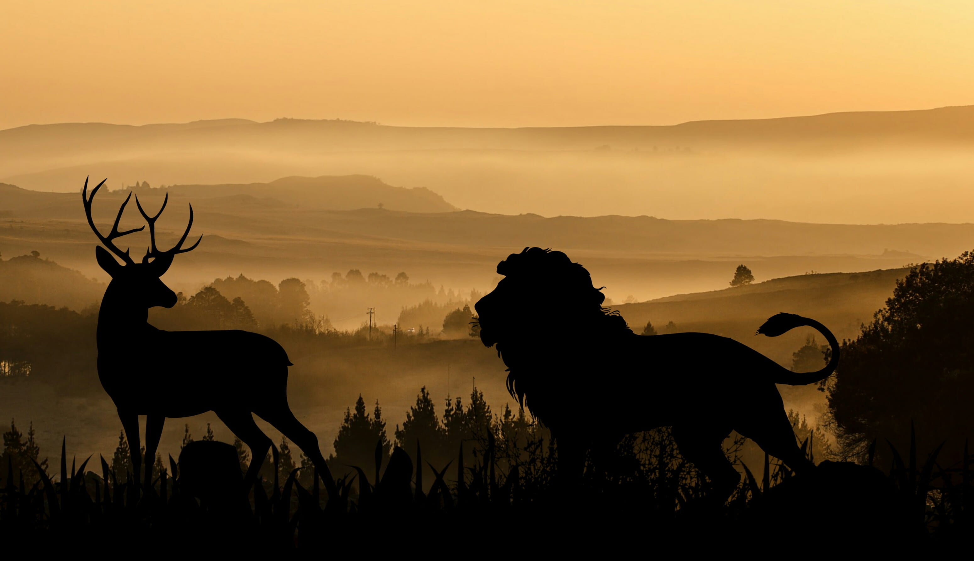 beauty in nature, africa, animal wildlife, sun, domestic animals, vertebrate, mammal, sunrise, one, park, 2K, mountain, national, field, animal themes, HD Wallpaper