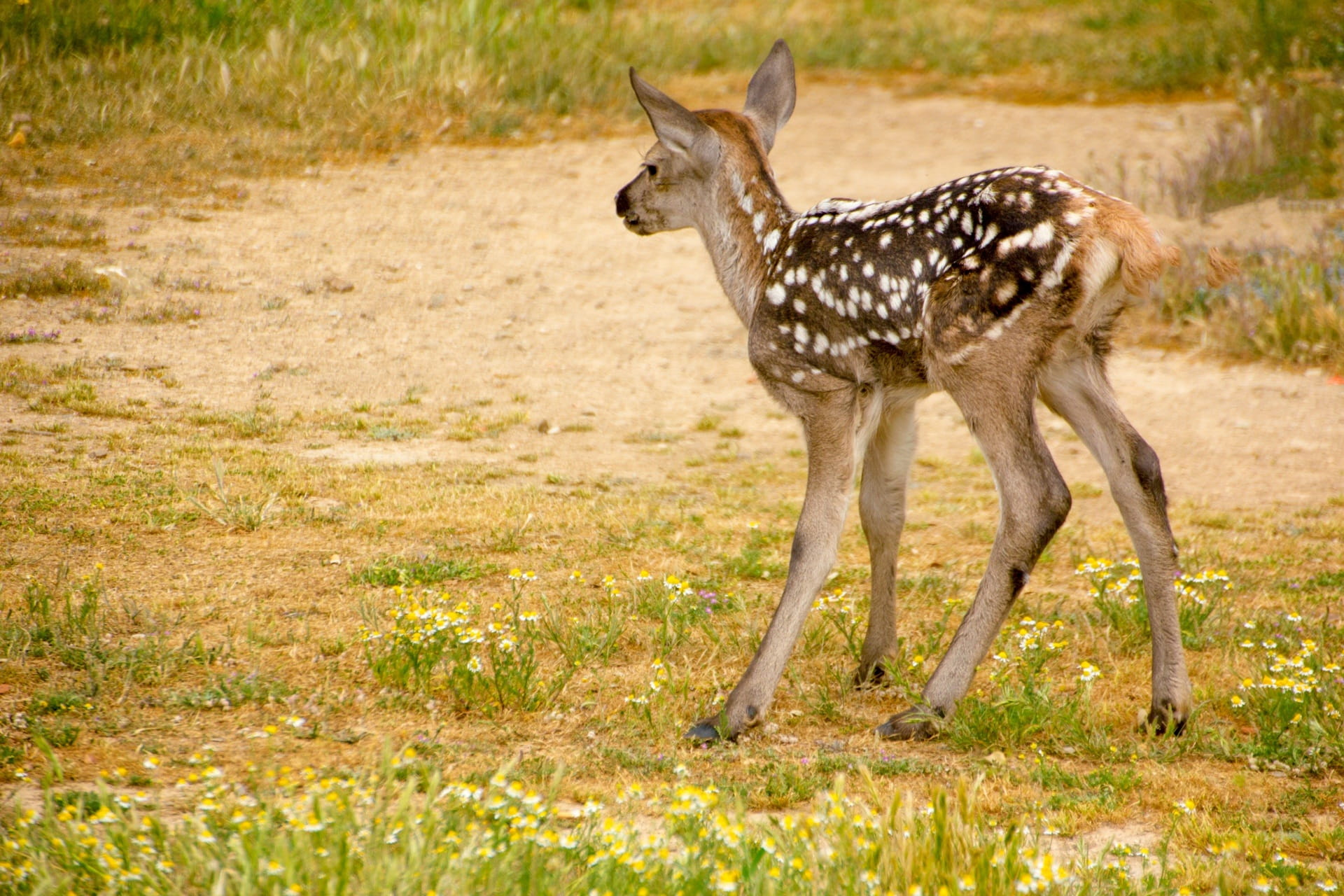 fauna, spotted, side view, herbivorous, standing, mammal, no people, animal themes, day, fawn, field, land, kid, animal wildlife, animal, 1080P, young animal, HD Wallpaper