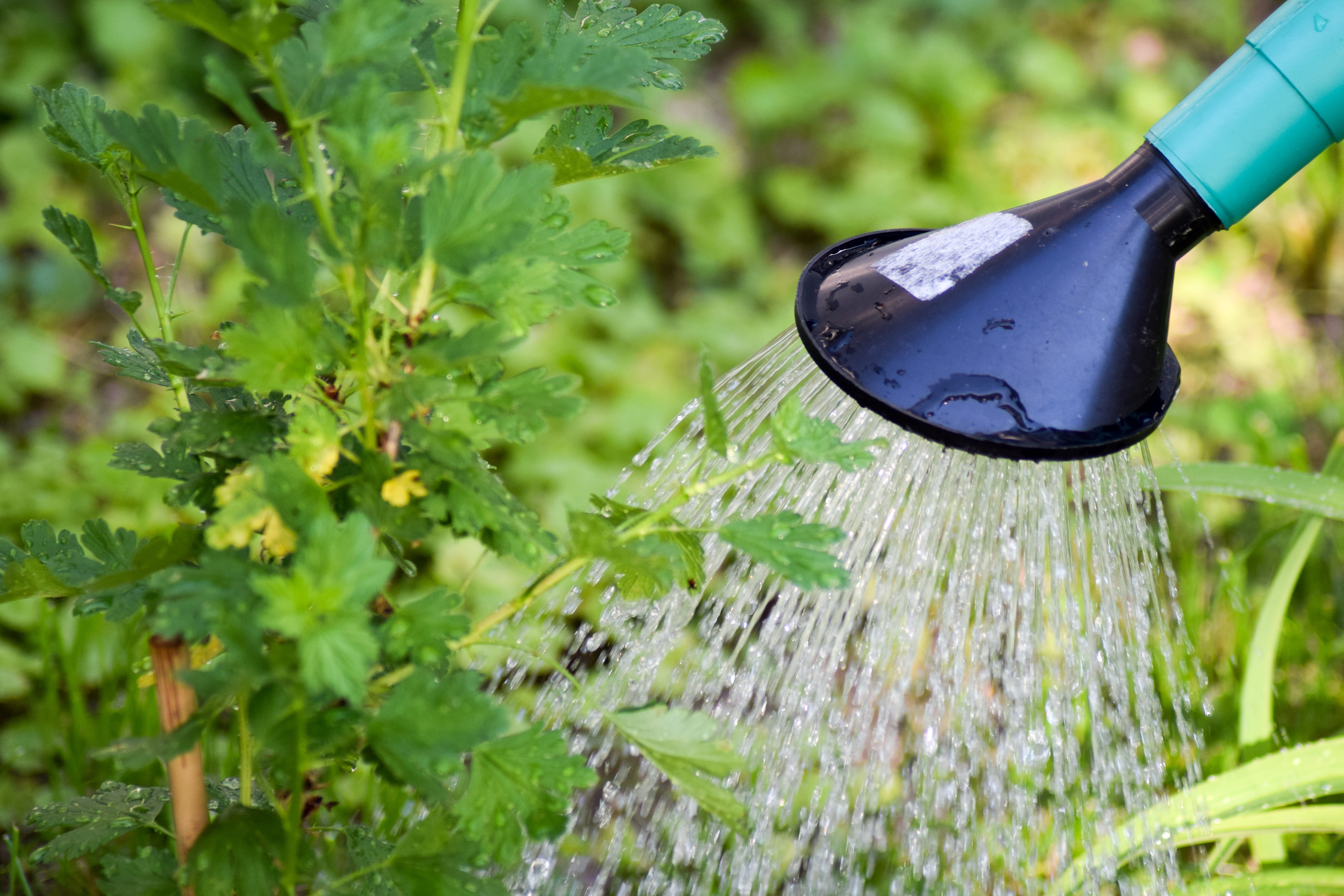 close-up, tree watering, nature, crop, no people, agriculture, drought, Watering, casting, plant, focus on foreground, outdoors, Tree, macro, plant watering, HD Wallpaper