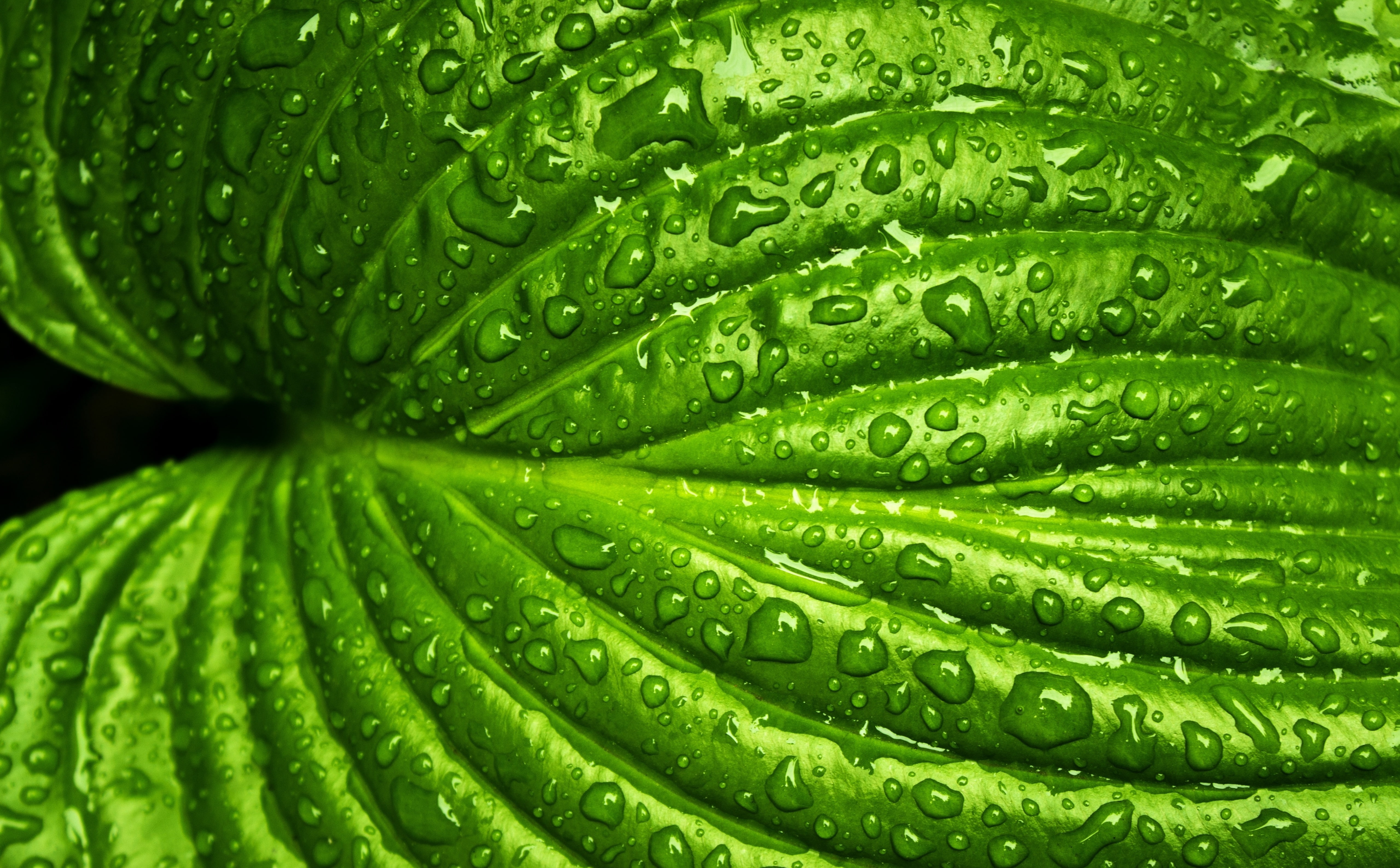 backgrounds, Drop, freshness, Color, Natural, full frame, Rain, leaf vein, environment, 5K, Spring, day, no people, Fresh, Bright, Aero, plant part, Garden, HD Wallpaper