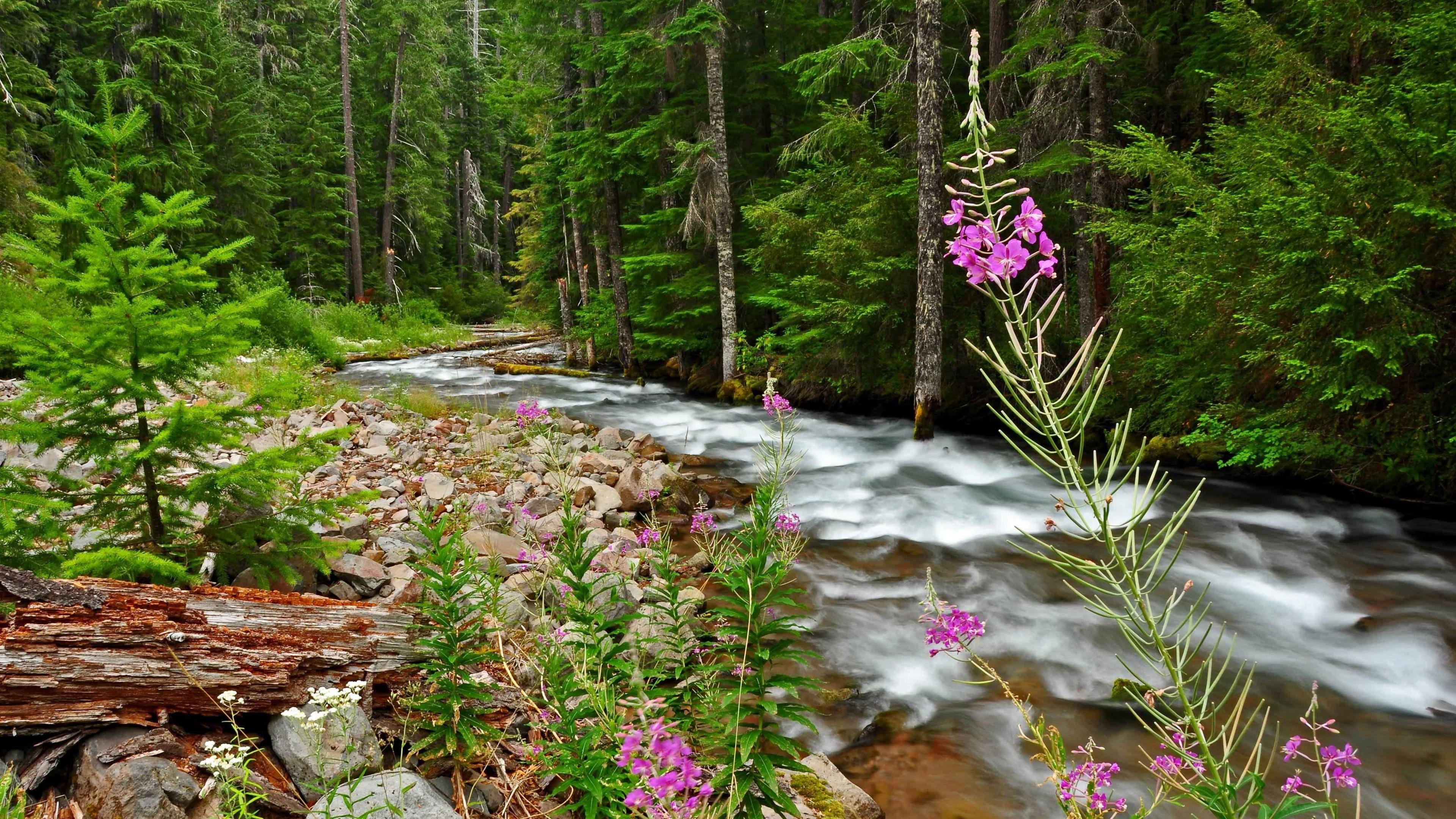 downloading, scenics - nature, green color, tranquility, purple, flowering plant, woodland, nature, flora, stream, growth, flowing, forest, flowing water, HD Wallpaper