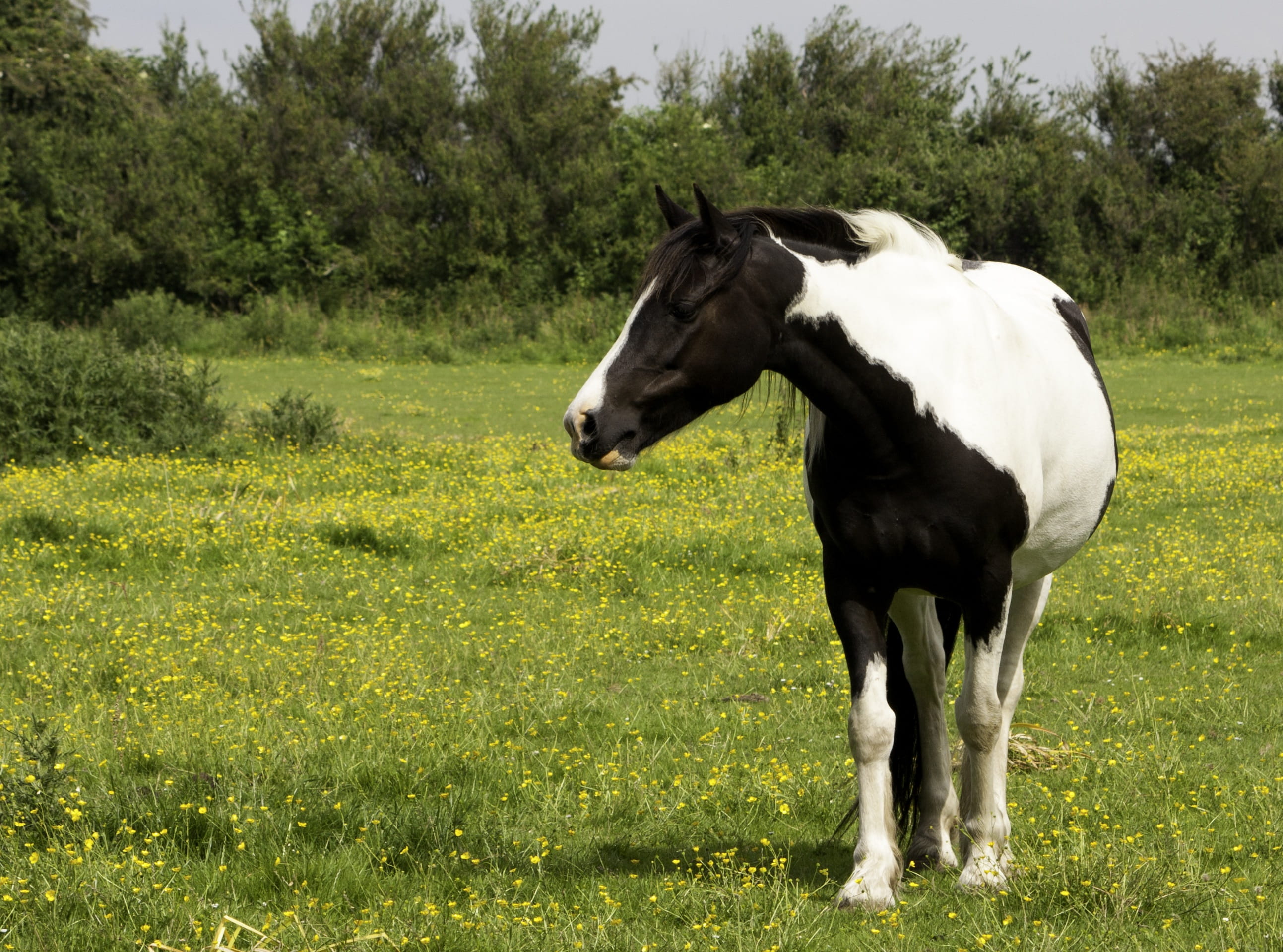 outdoor, pinto, daytime, plant, vertebrate, field, nature, scene, countryside, country, black, land, no people, tree, pony, mammal, grass, domestic, herbivorous, HD Wallpaper