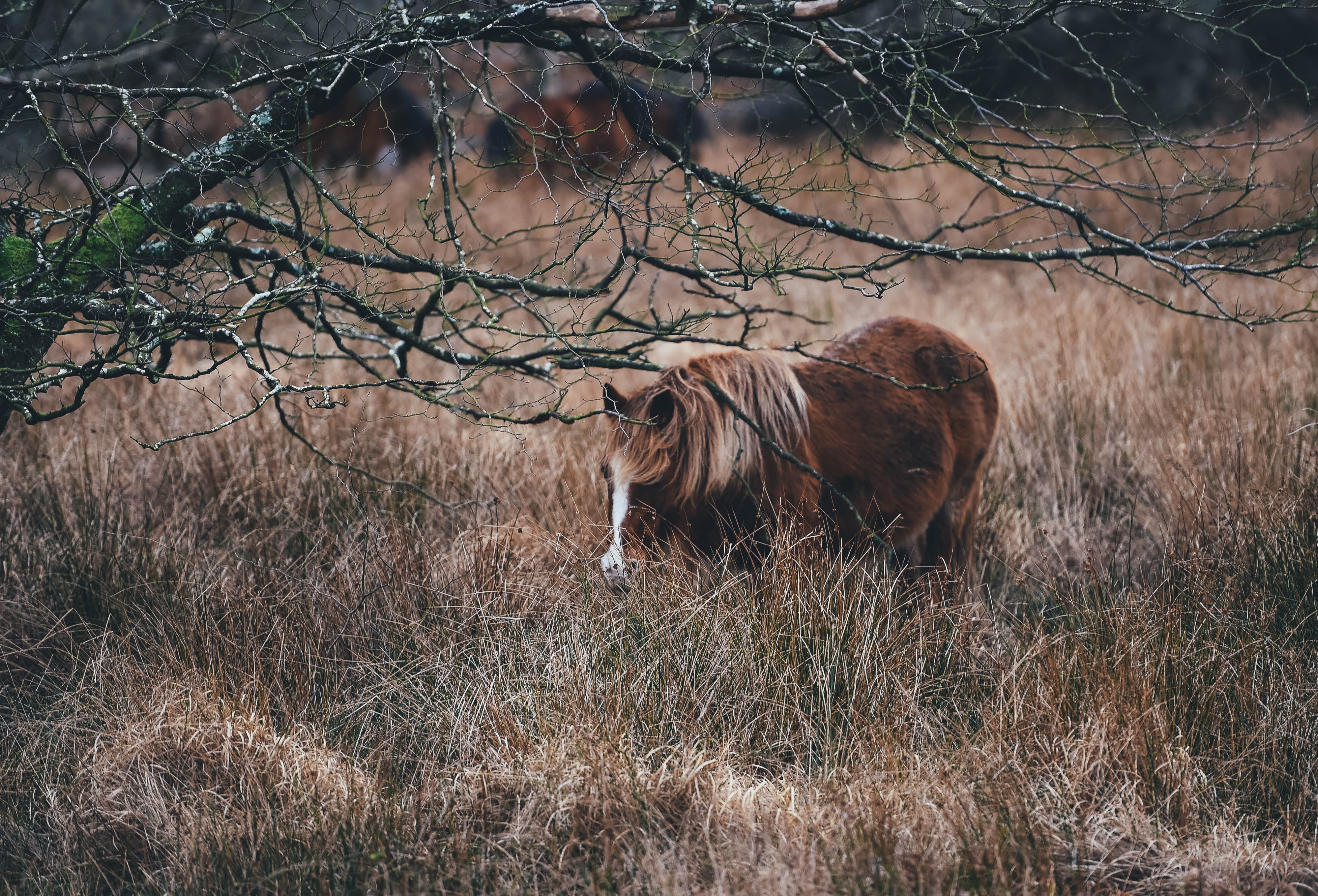 animals in the wild, mammal, grass, green, 4K, day, no people, domestic, pony, animal themes, standing, domestic animals, white horse, horse, livestock, HD Wallpaper