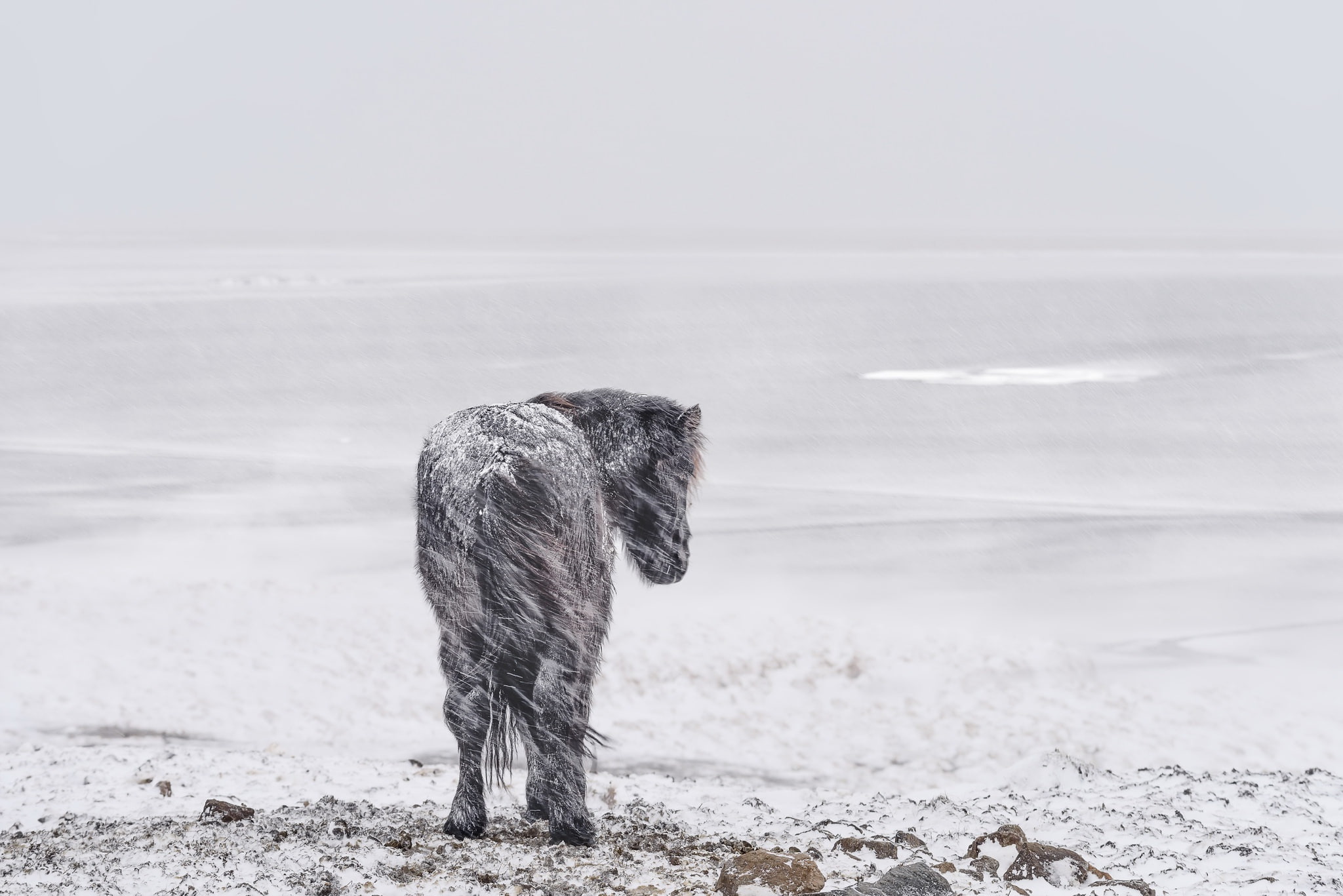 cold, winter, animals, 1080P, snow, horse, landscape, HD Wallpaper