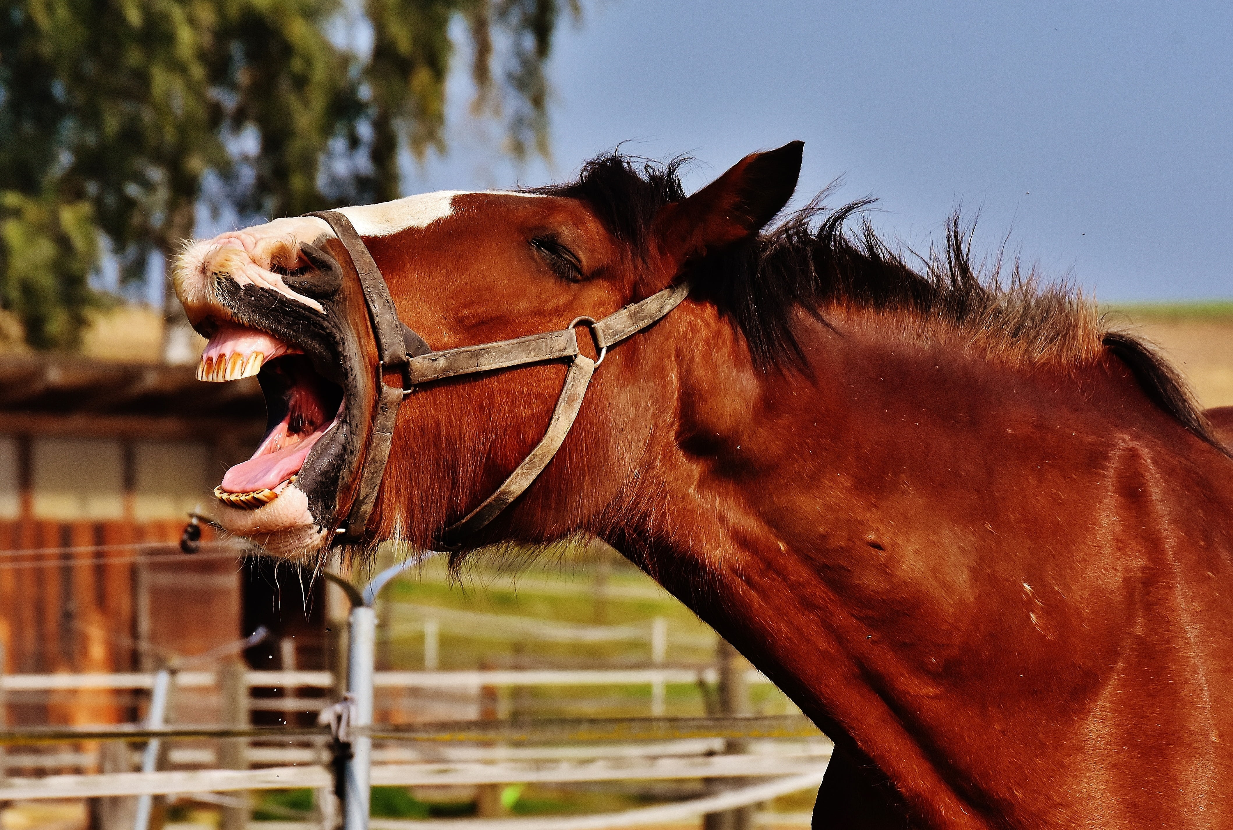 farm, mammal, animal world, wildlife photography, profile view, horse, reitstall, vertebrate, domestic, stallion, stick out tongue, ride, nature, meadow, HD Wallpaper