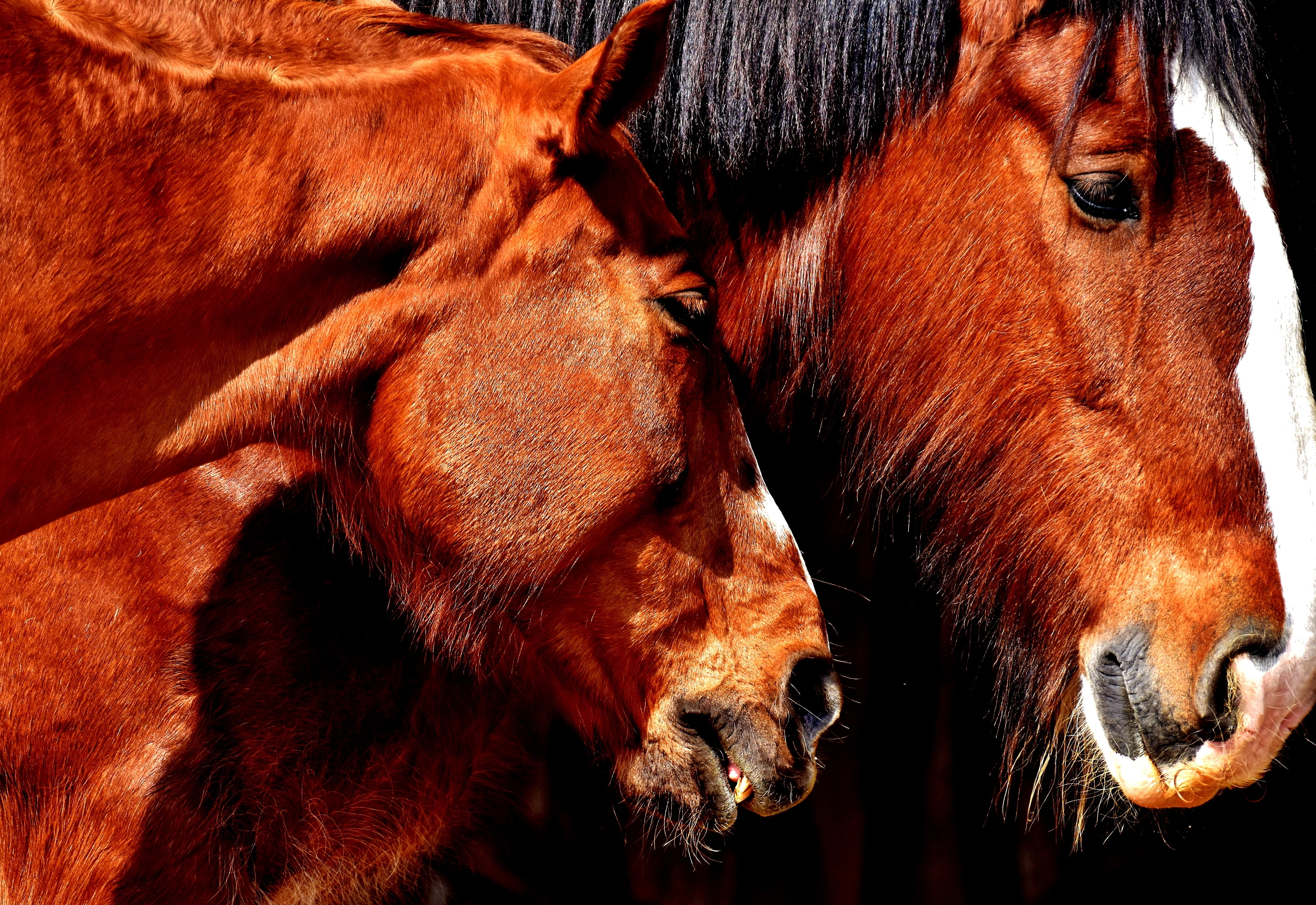 animal eye, animal world, animal head, horse, two animals, 4K, horse stable, animals, day, close-up, animal body part, horses, mammal, no people, brown, HD Wallpaper