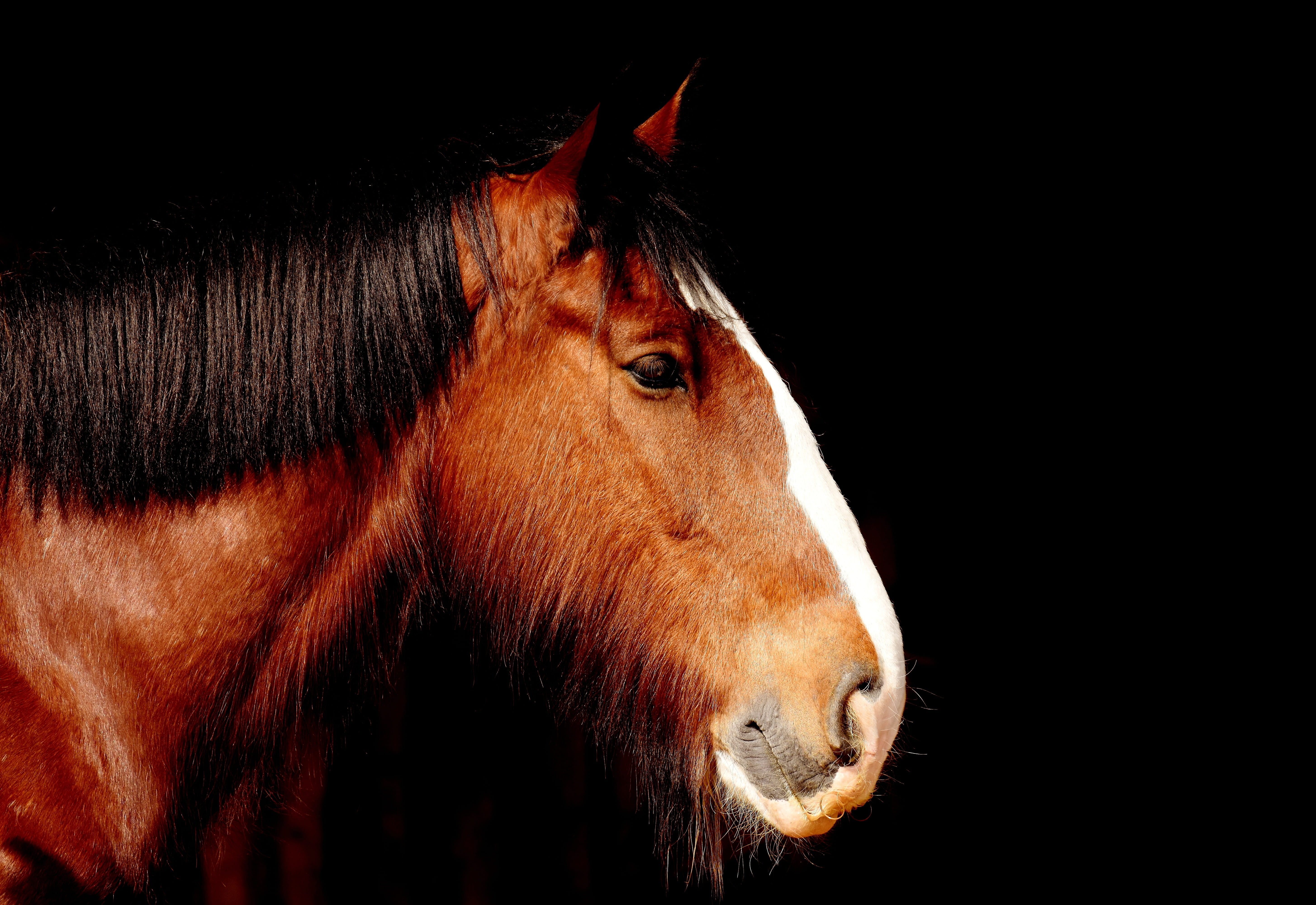 close-up, 5K, animal head, studio shot, livestock, animal themes, horse, portrait, animal body part, animal eye, black background, mane, painting, herbivorous, HD Wallpaper