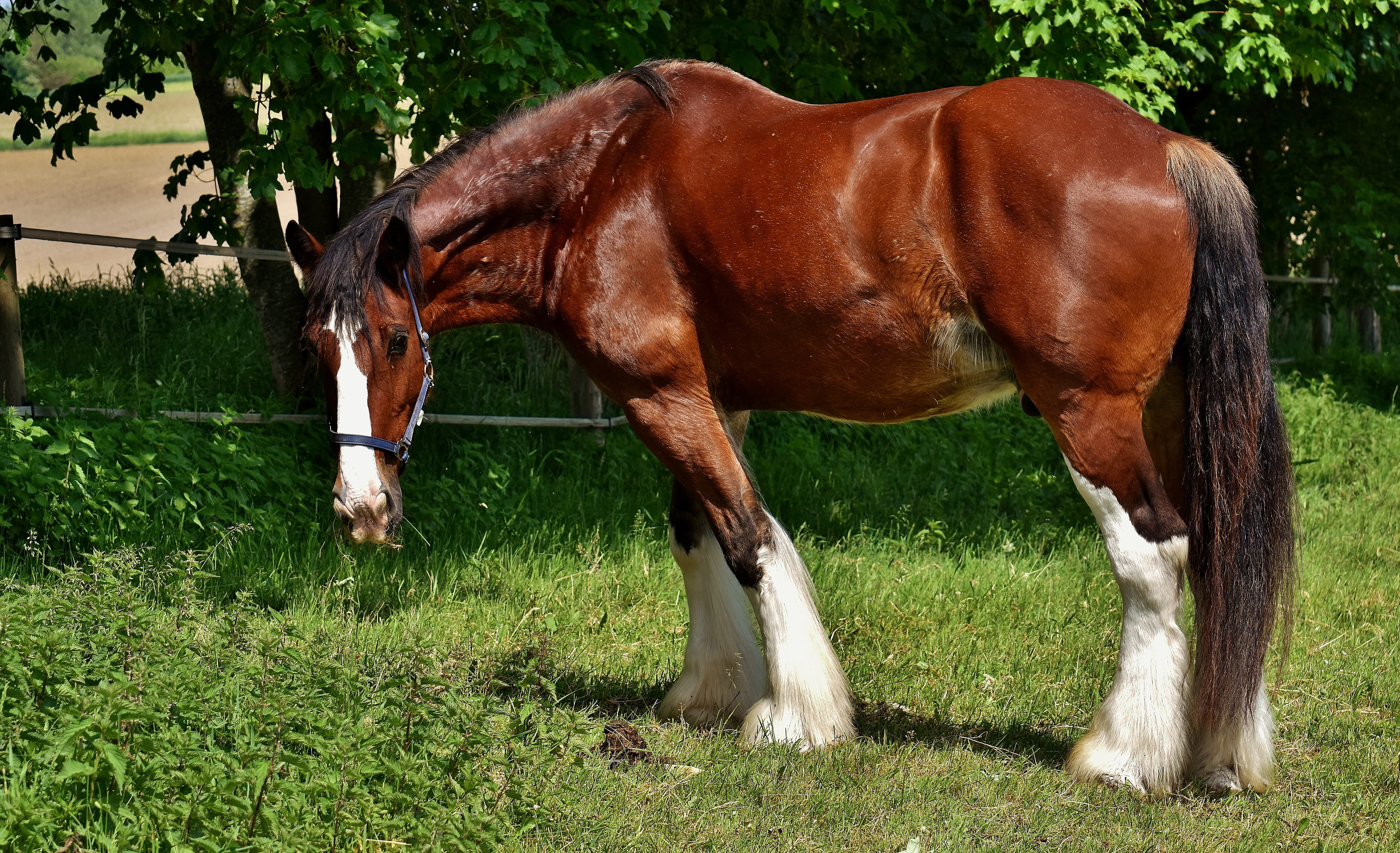 domestic, 5K, vertebrate, no people, shire horse, livestock, animal themes, big horse, mammal, wildlife photography, herbivorous, coupling, pets, meadow, HD Wallpaper
