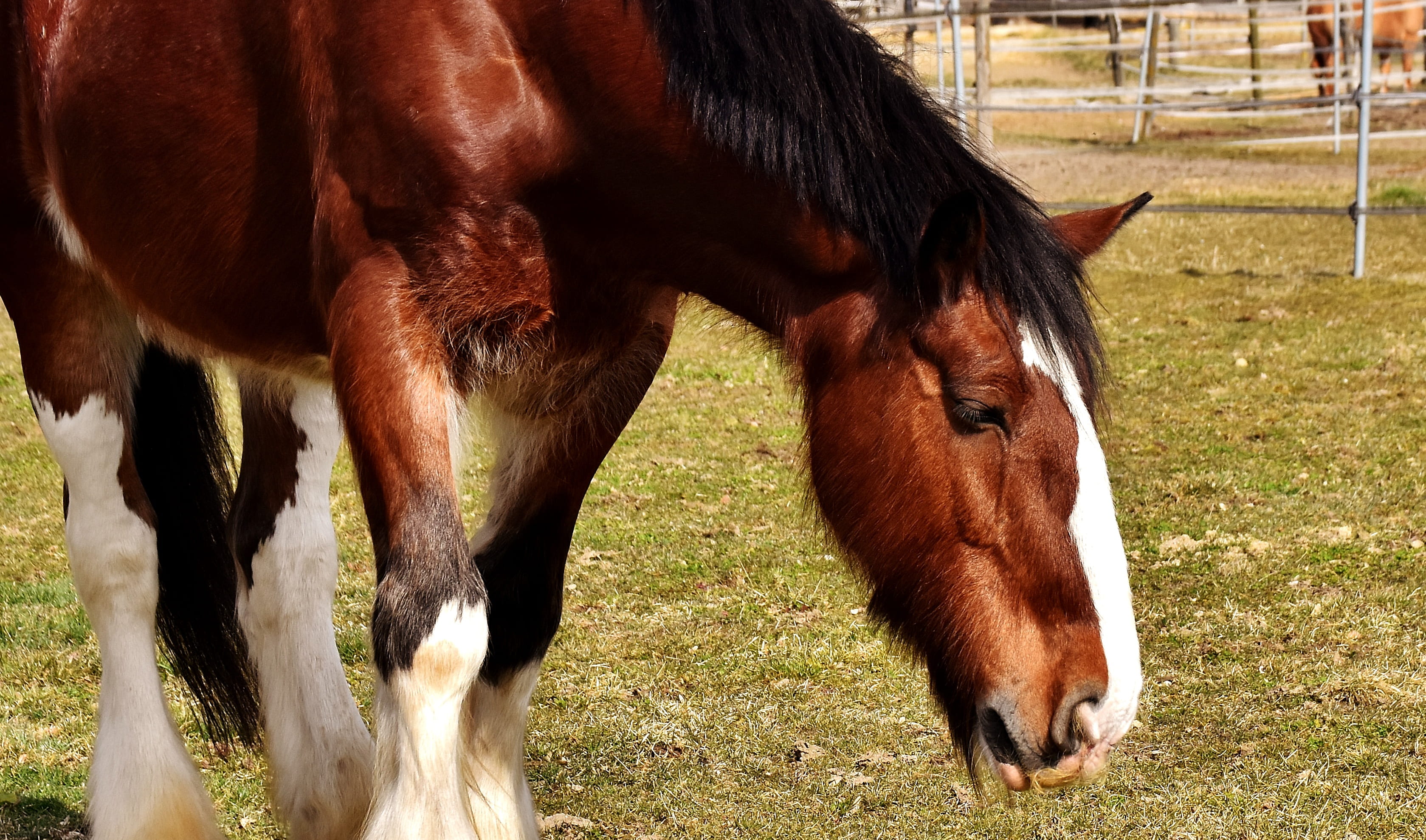 domestic, brown, big horse, animal head, horse, one animal, coupling, field, grazing, ranch, agriculture, meadow, animal, animal themes, reitstall, herbivorous, HD Wallpaper