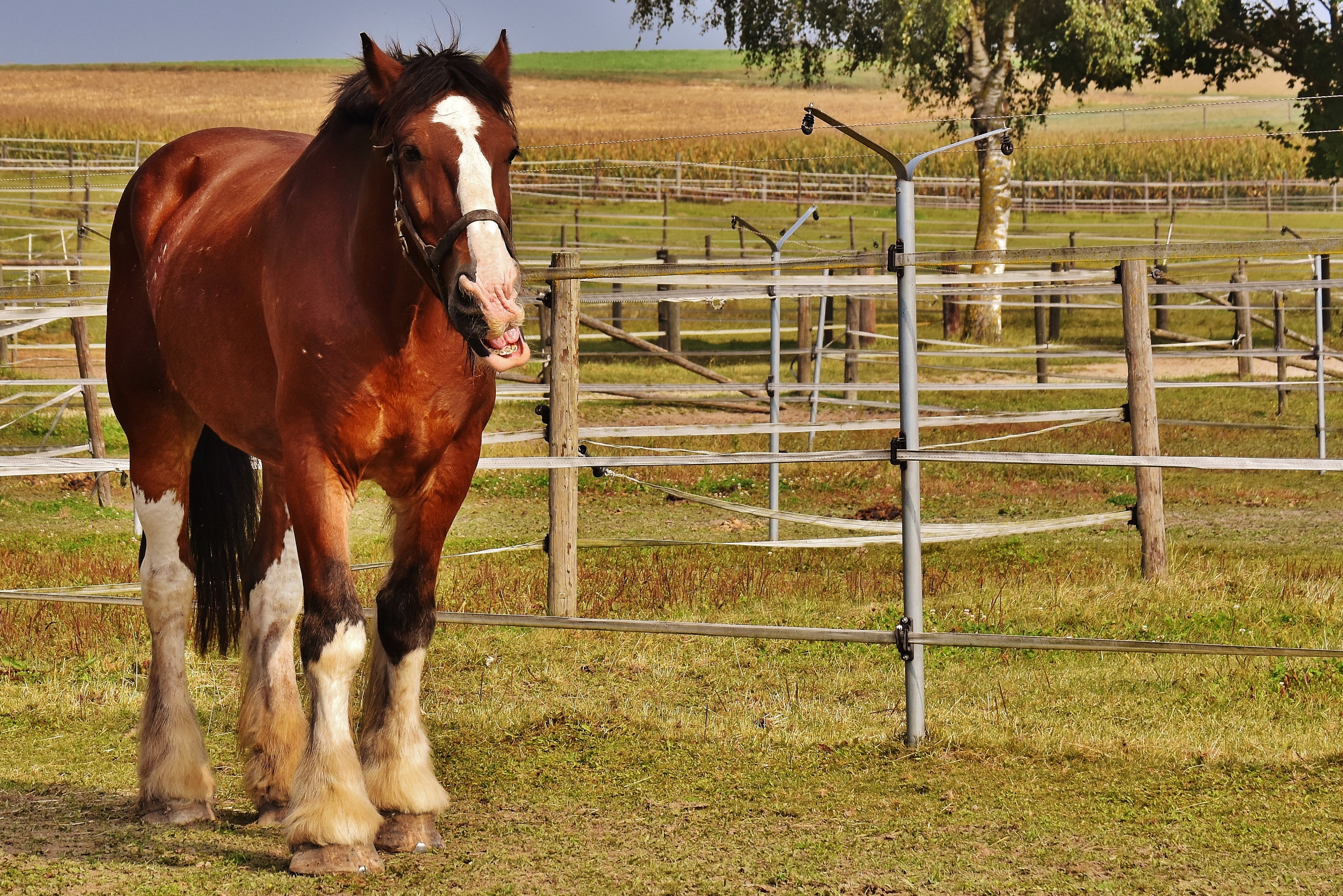 animal wildlife, animal world, standing, coupling, domestic animals, big horse, ride, no people, day, brown, vertebrate, domestic, animal, land, paddock, HD Wallpaper