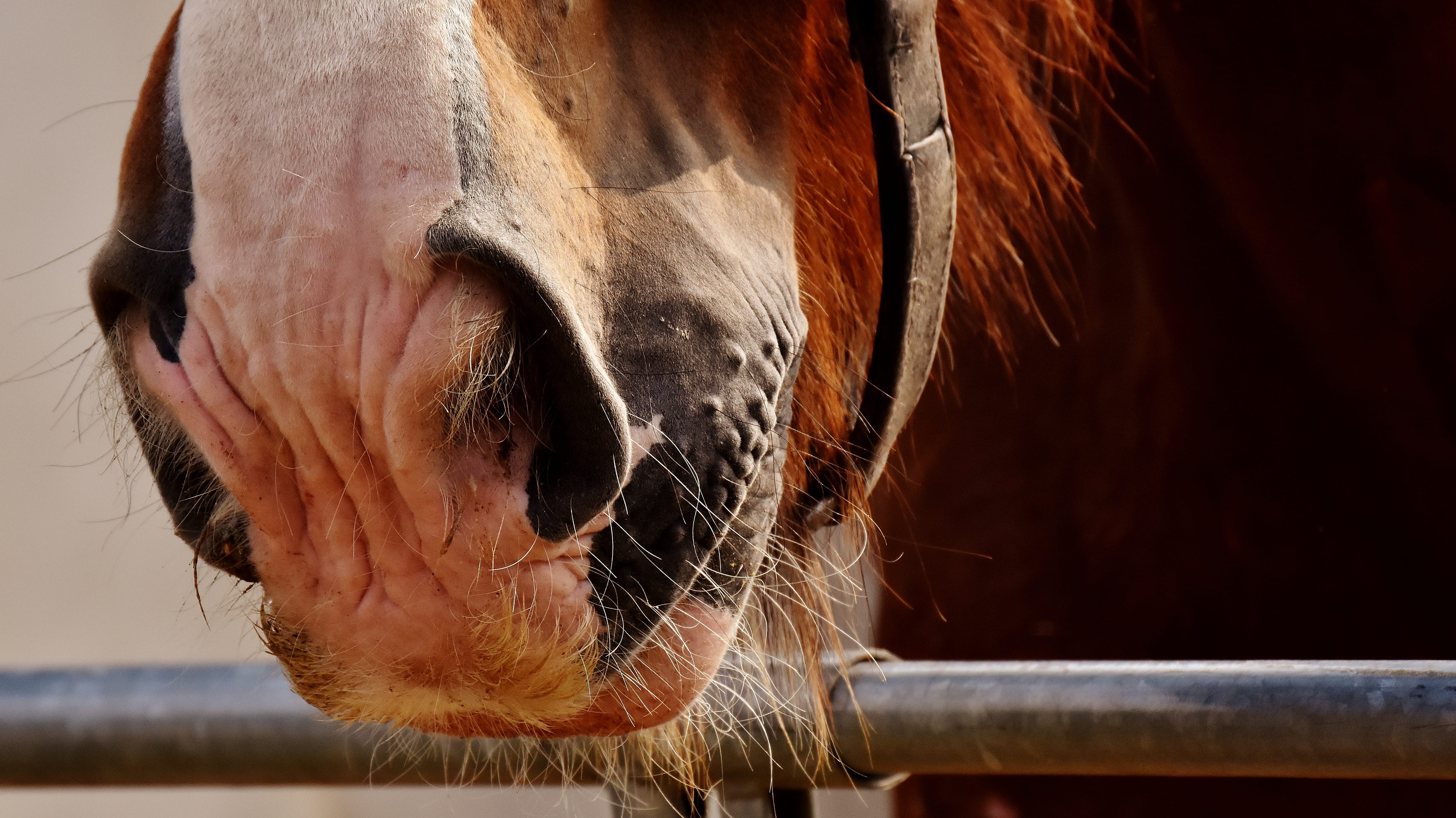 horse, shire horse, stable, mammal, animal nose, brown, animal teeth, vertebrate, animal head, hairy, animal wildlife, nature, focus on foreground, pets, HD Wallpaper