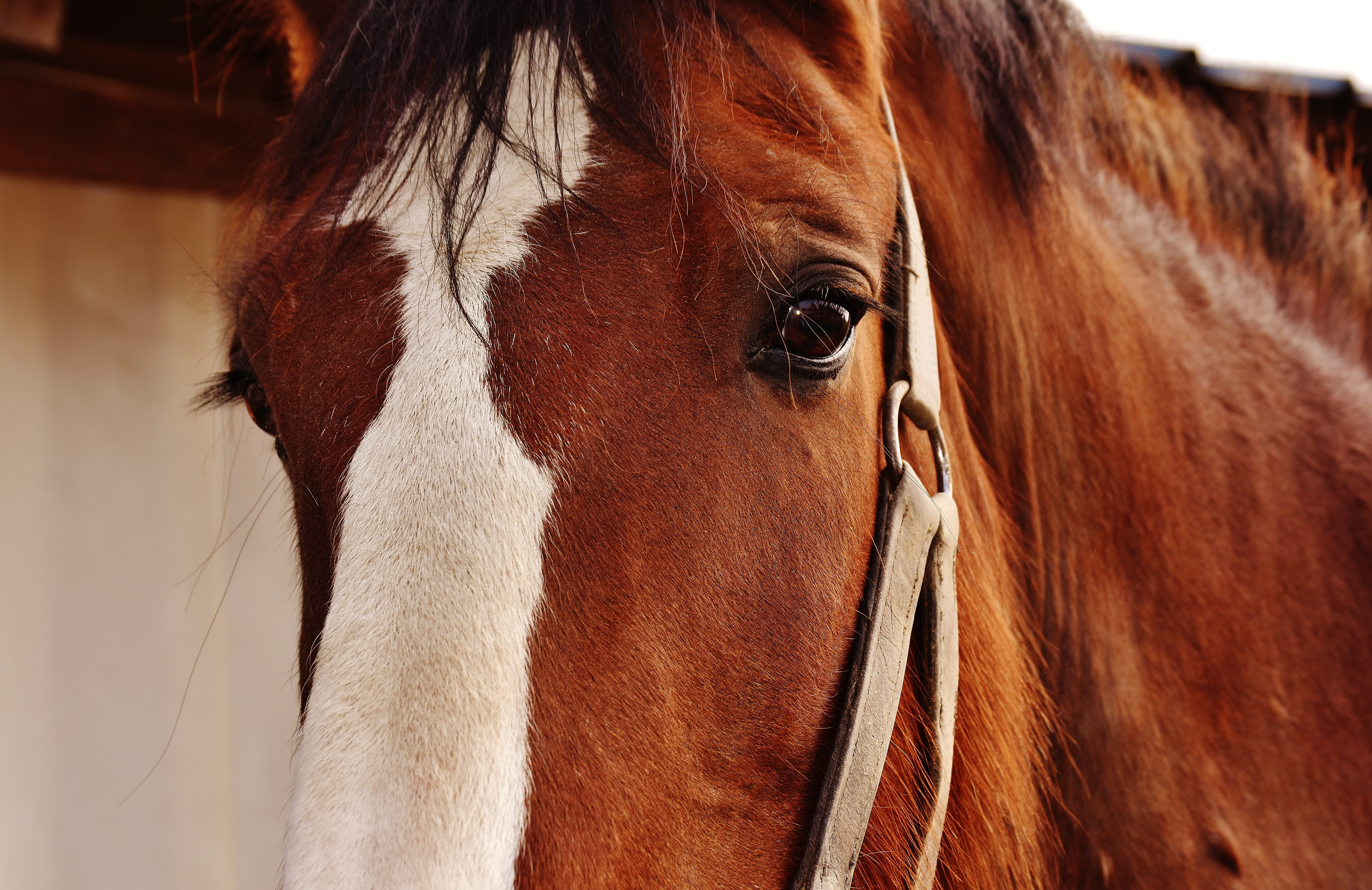 animal themes, pets, animal, horse, wildlife photography, brown, animal head, focus on foreground, herbivorous, animal world, animal hair, reitstall, animal eye, HD Wallpaper