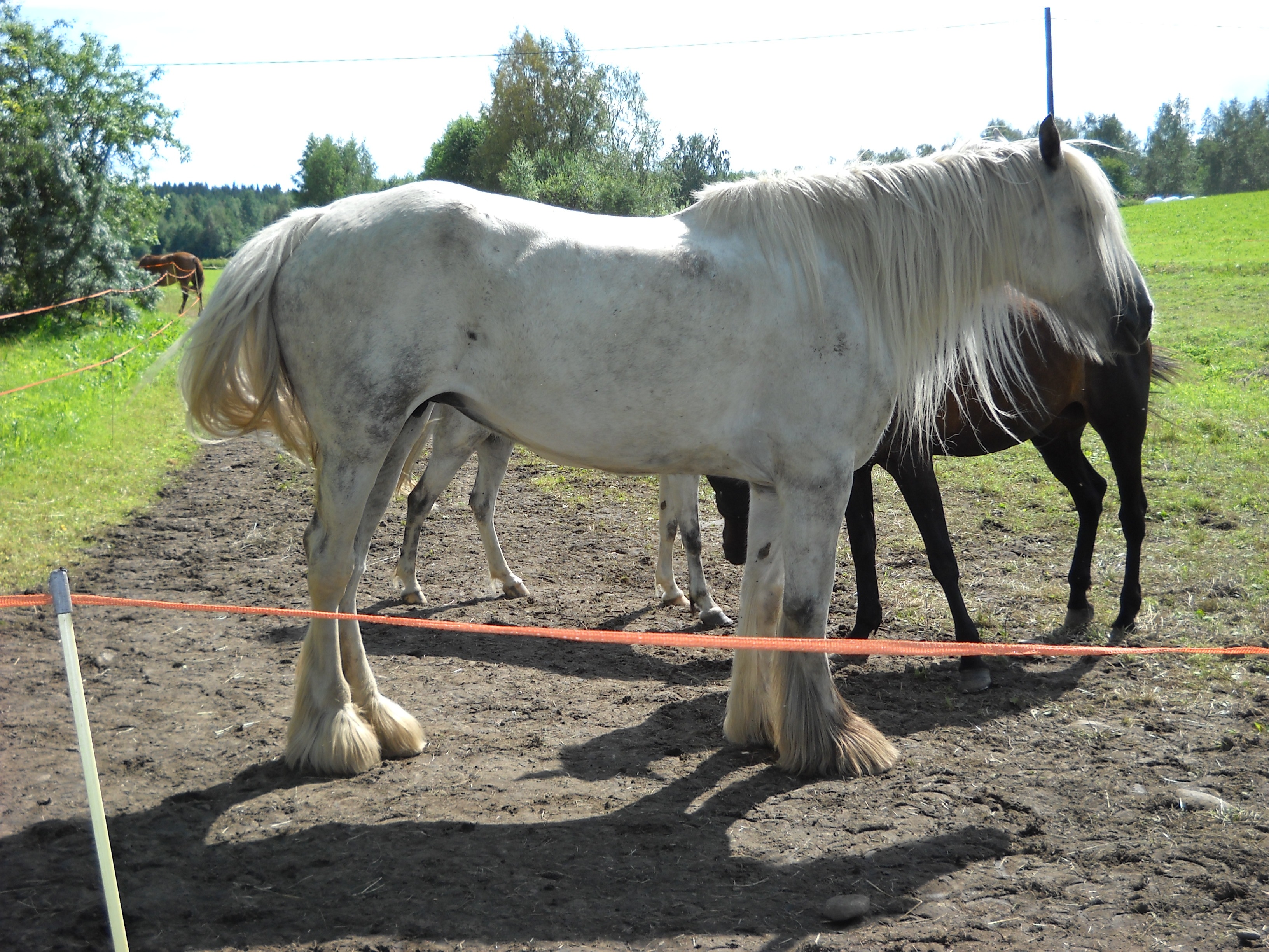 animal themes, ranch, animal, day, outdoors, field, pets, kimo, group of animals, horse, vertebrate, mare, shire, workhorse, herbivorous, land, no people, HD Wallpaper