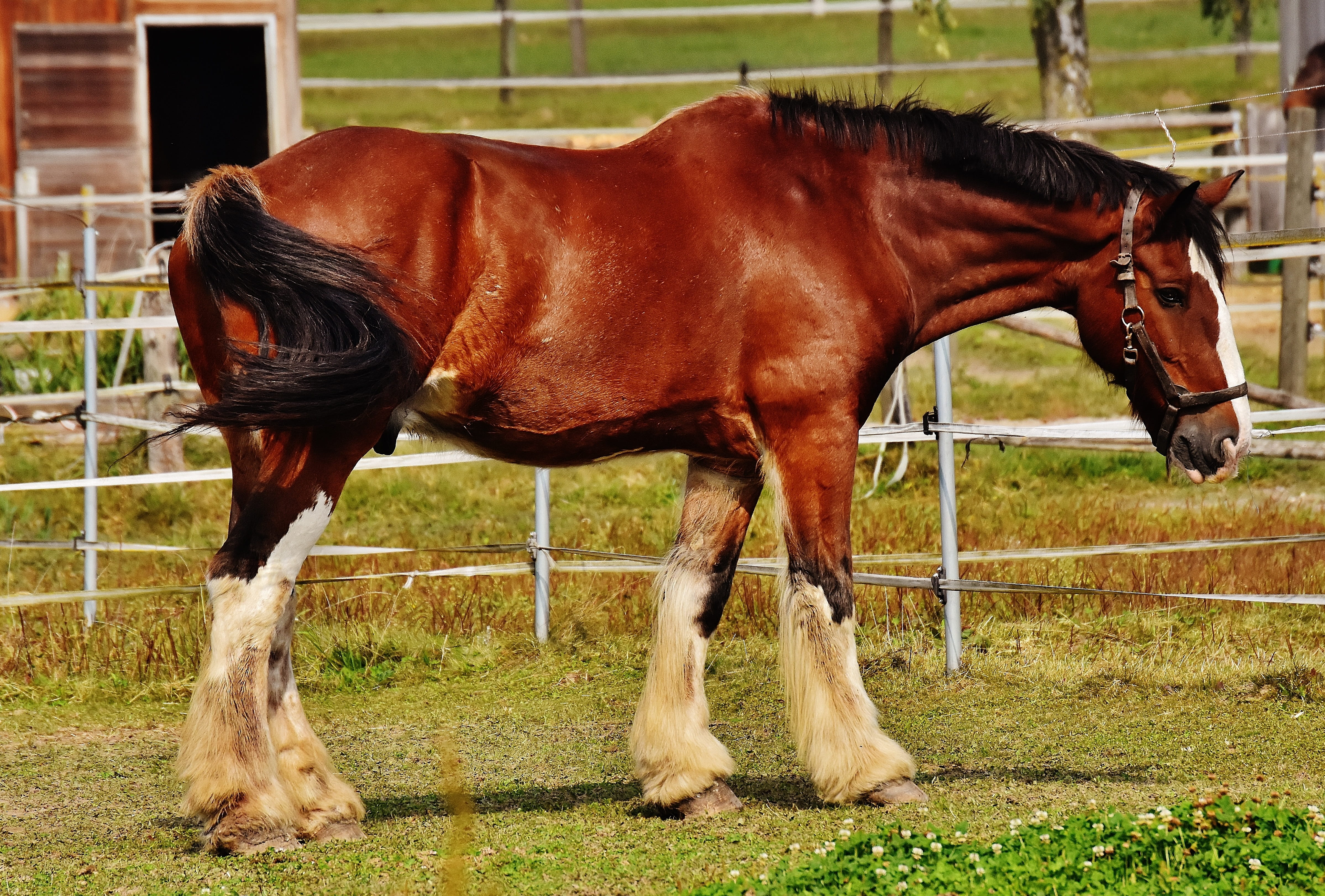 coupling, white, paddock, ranch, pets, one animal, animal, mammal, focus, horse, reitstall, big horse, ride, animal wildlife, vertebrate, domestic, grass, HD Wallpaper
