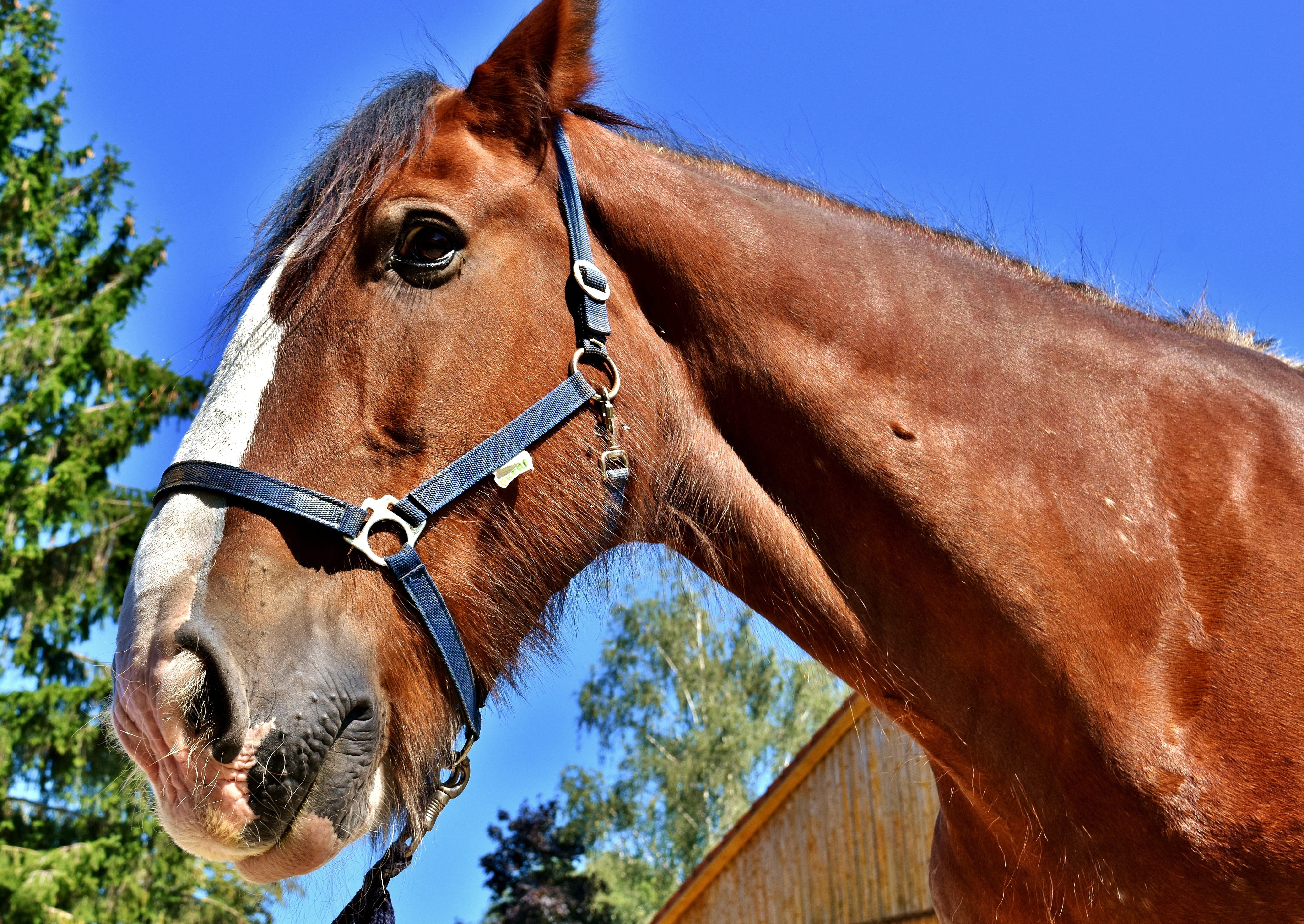 big horse, animal wildlife, animal world, domestic, animal eye, pets, vertebrate, no people, sky, animal, one animal, reitstall, 5K, ride, mammal, domestic animals, HD Wallpaper