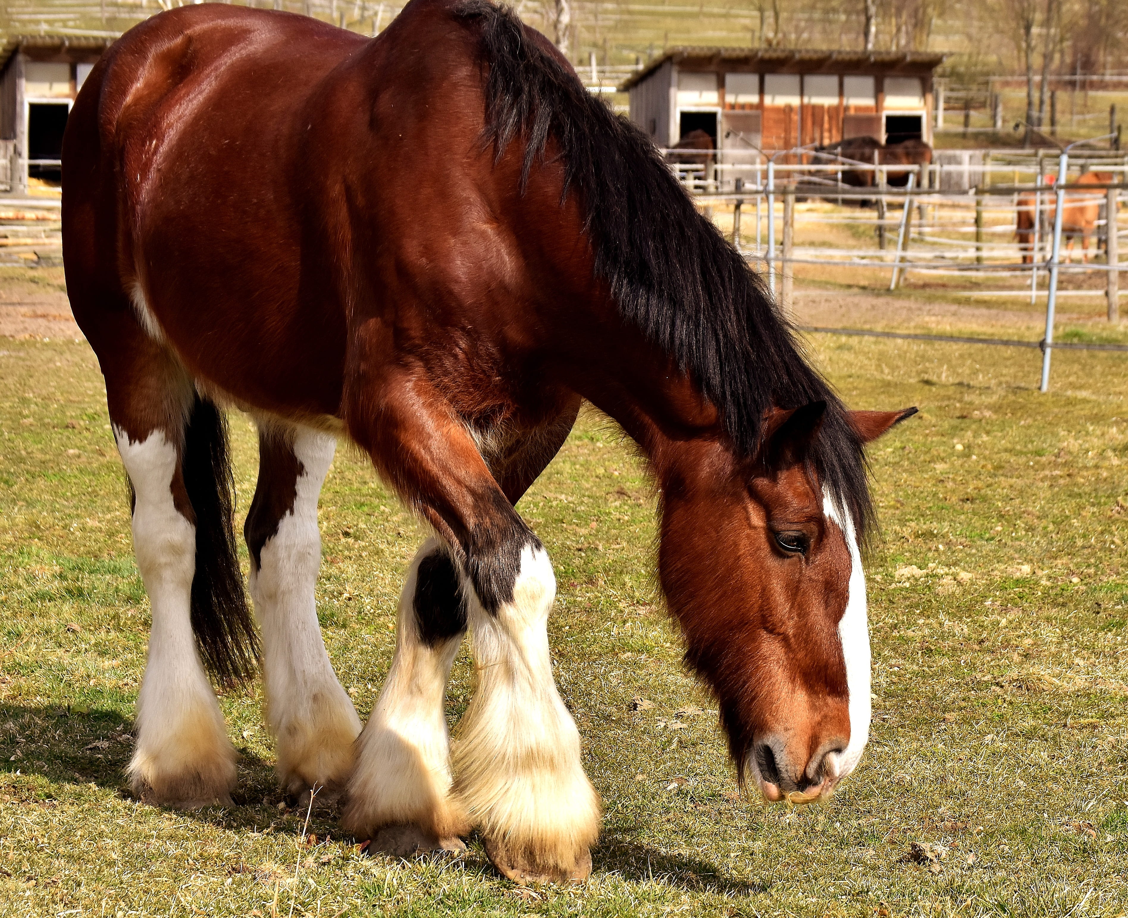 no people, animal wildlife, agriculture, big horse, animal themes, field, 2K, brown, vertebrate, group of animals, daytime, grazing, ranch, paddock, wildlife photography, HD Wallpaper