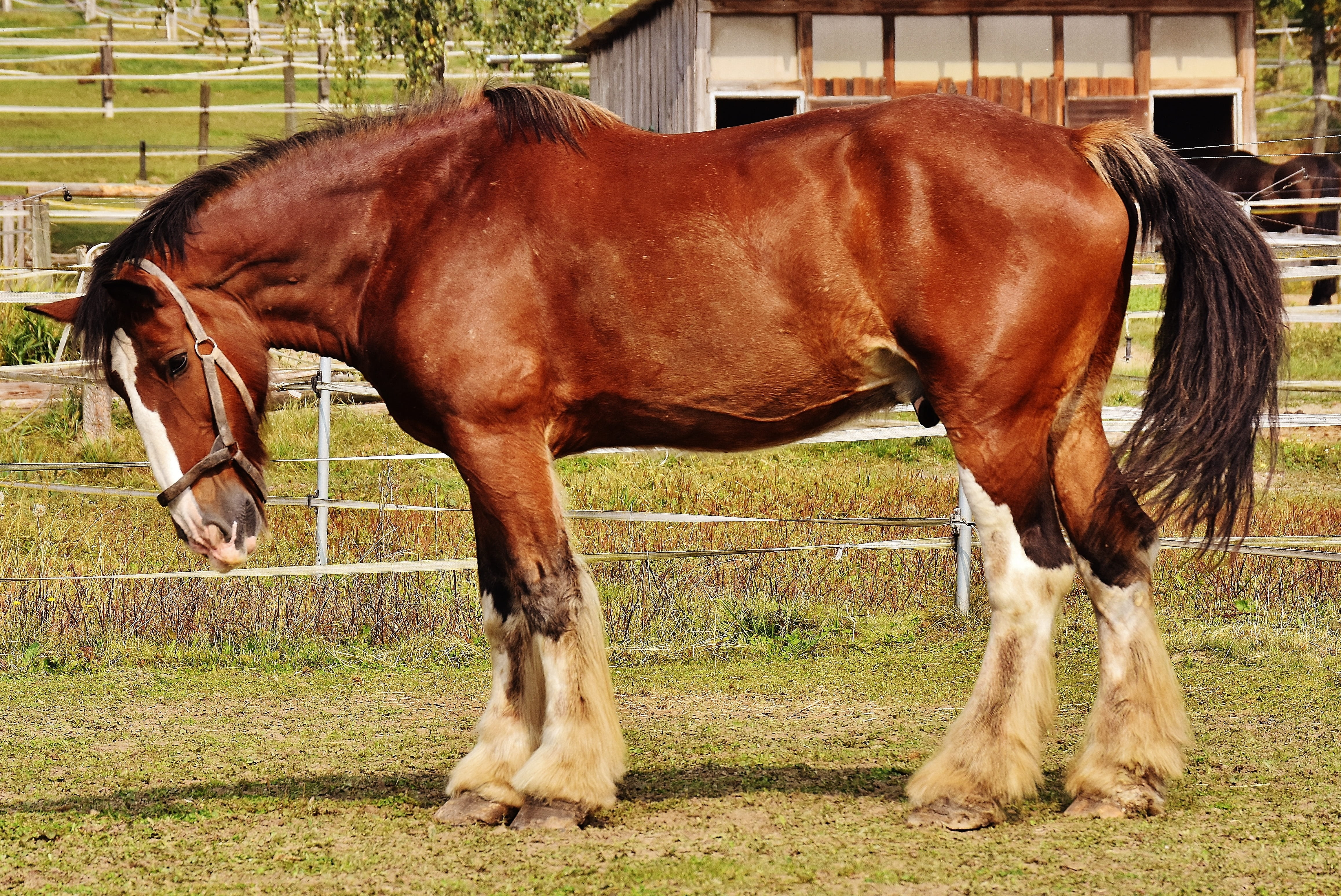 meadow, grass, livestock, animal world, pets, brown, horse, ride, ranch, shire horse, no people, wildlife photography, vertebrate, mammal, domestic, reitstall, HD Wallpaper