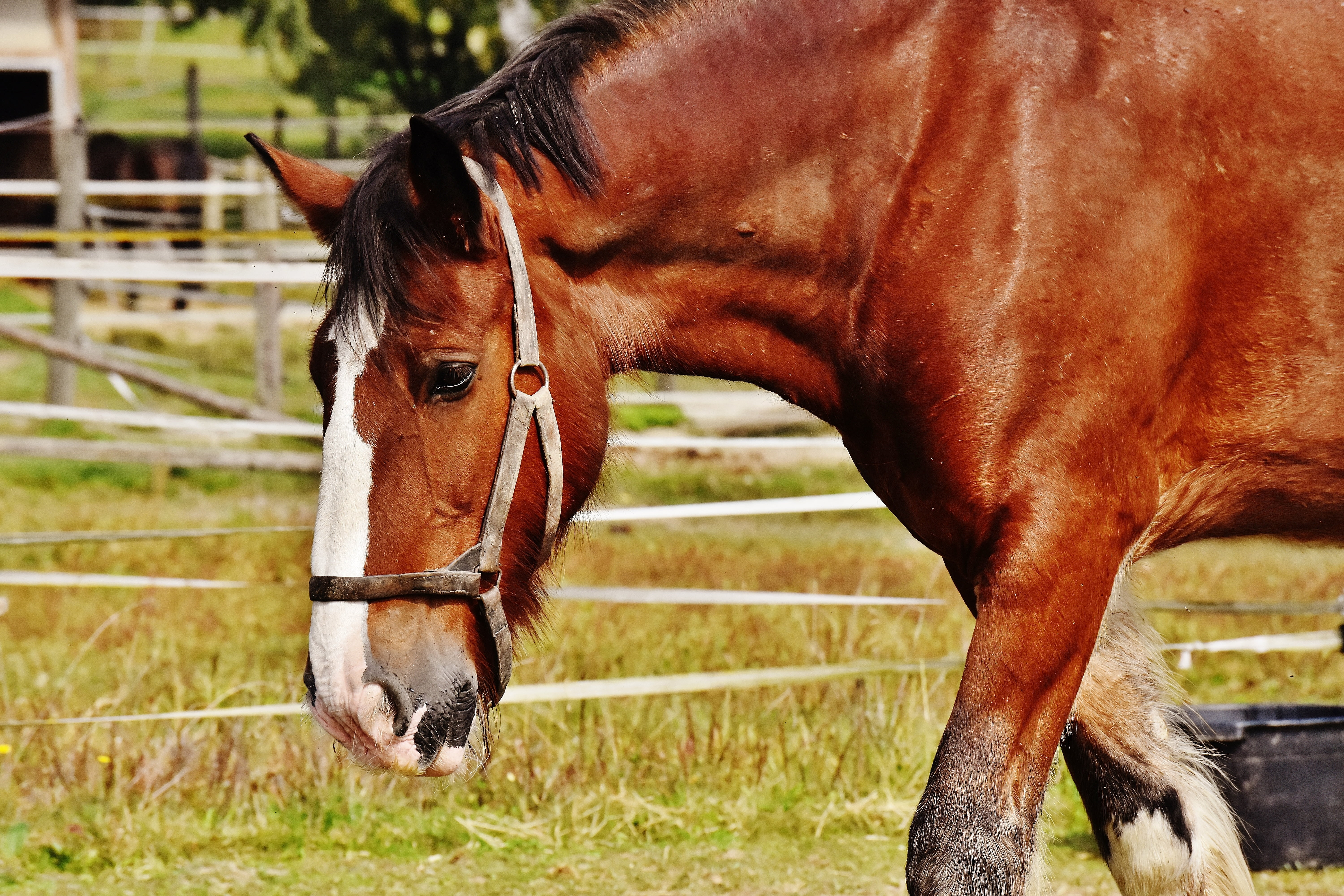ranch, one animal, animal, barrier, boundary, mammal, animal pen, ride, meadow, animal head, vertebrate, big horse, livestock, agriculture, land, fence, HD Wallpaper