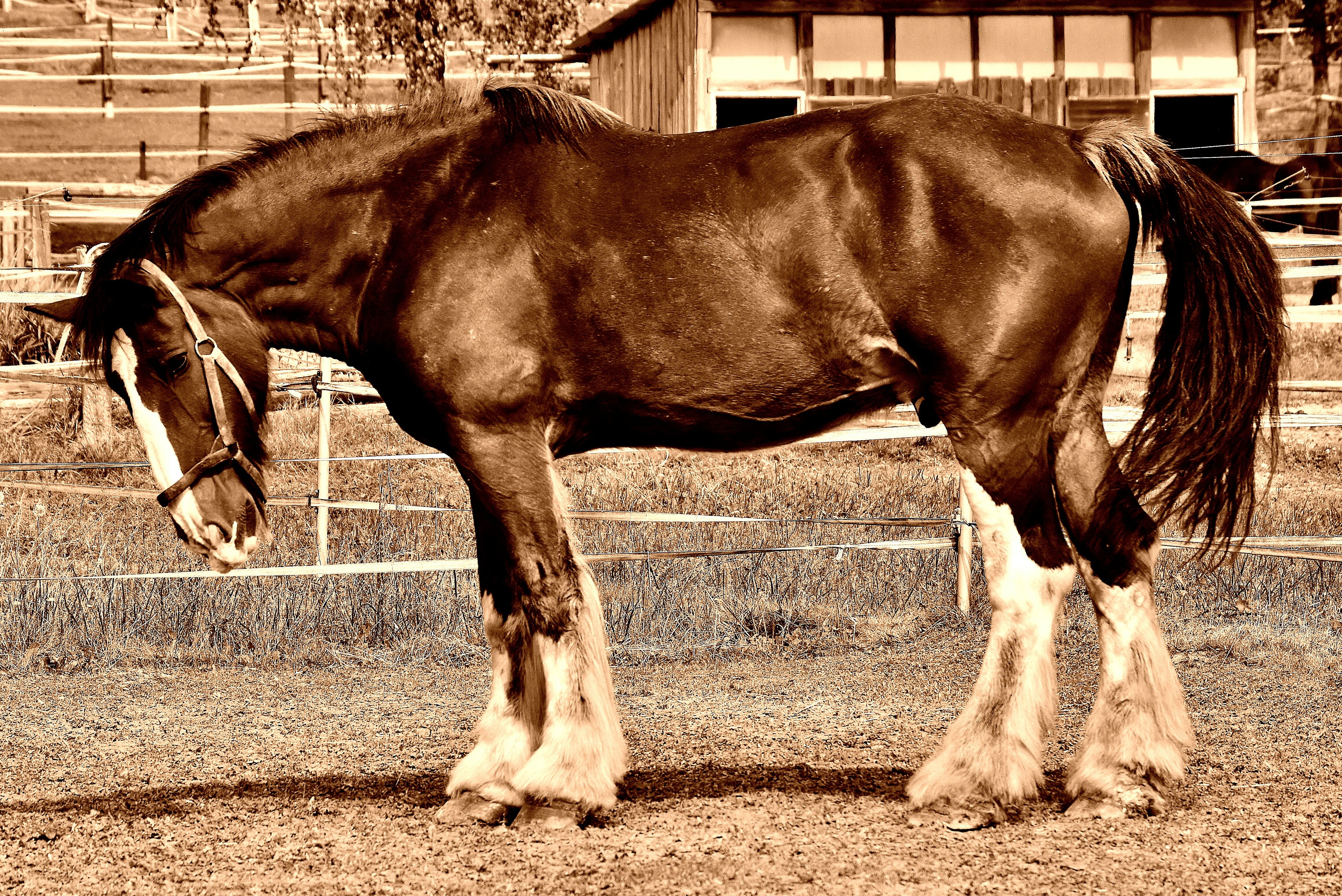 shire horse, one animal, standing, day, horse, nature, pets, meadow, animal wildlife, ranch, big horse, field, land, 4K, working animal, outdoors, paddock, HD Wallpaper