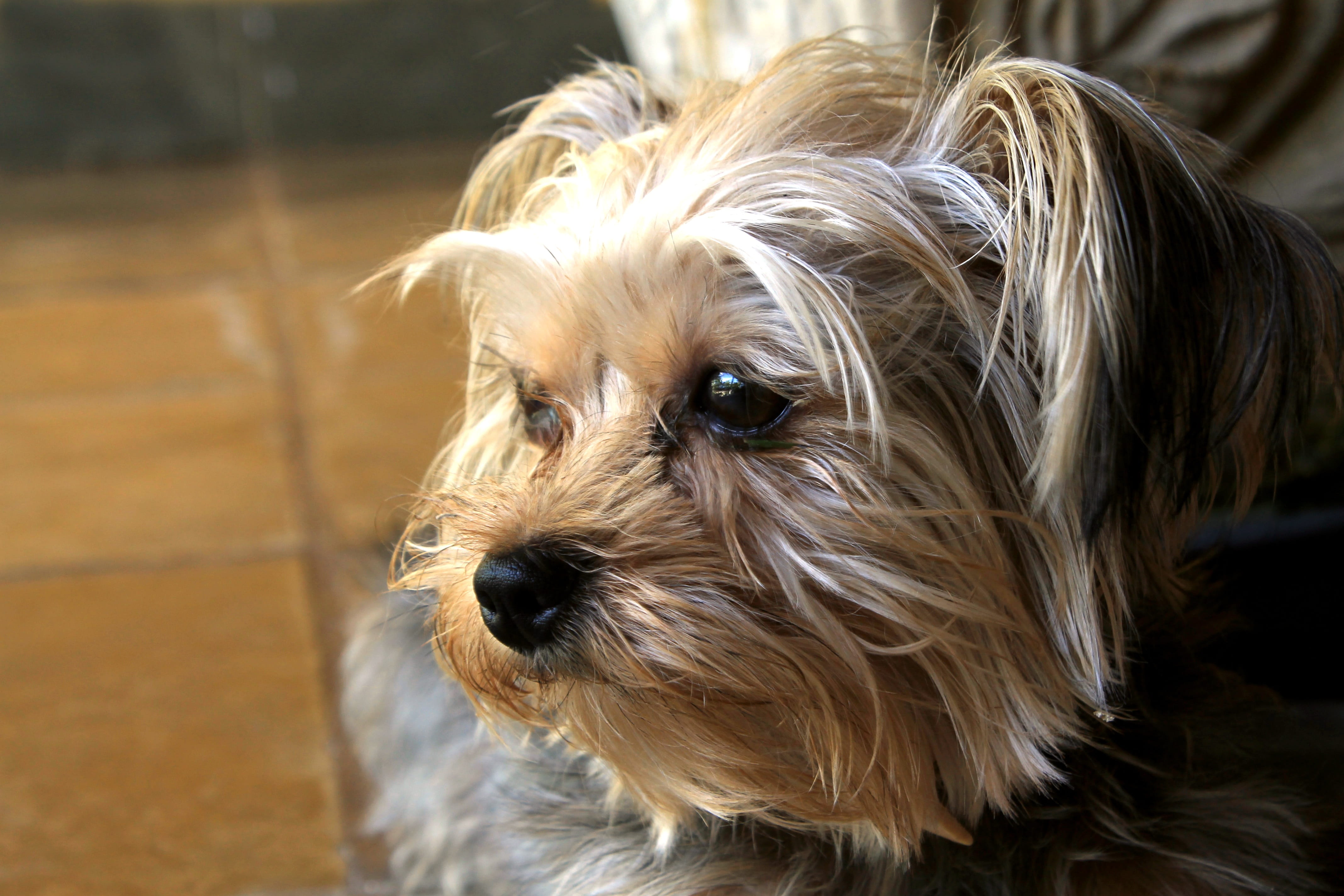Domestic Animals, close-up, hair, York Shire, focus on foreground, Dog, yorkshire terrier, pets, small, animal body part, canine, portrait, no people, puppy, HD Wallpaper