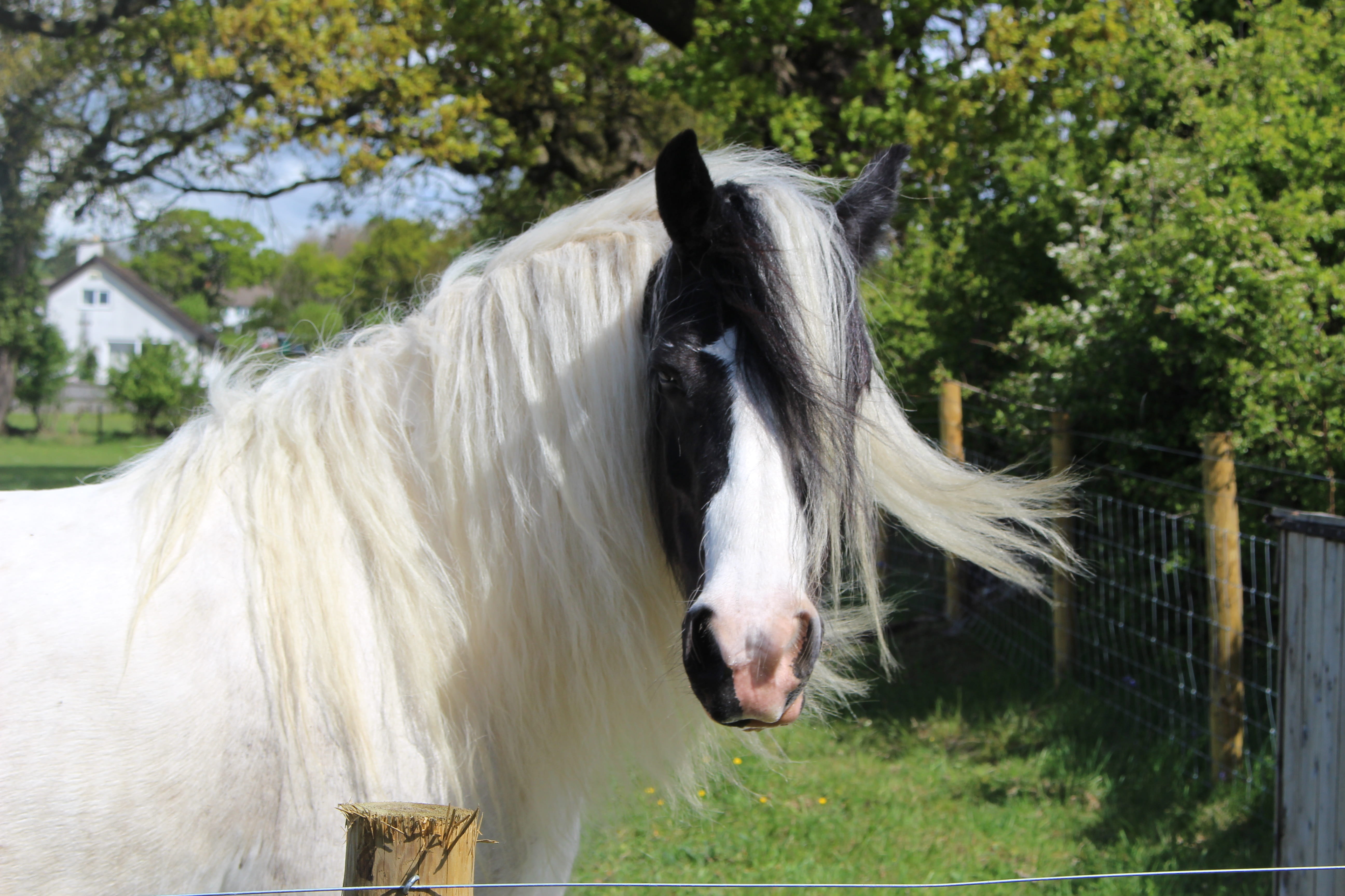 mane, 5K, horse, animal head, black, white color, farm, animal themes, vertebrate, no people, animal hair, nature, breed, otley, working animal, hair, HD Wallpaper