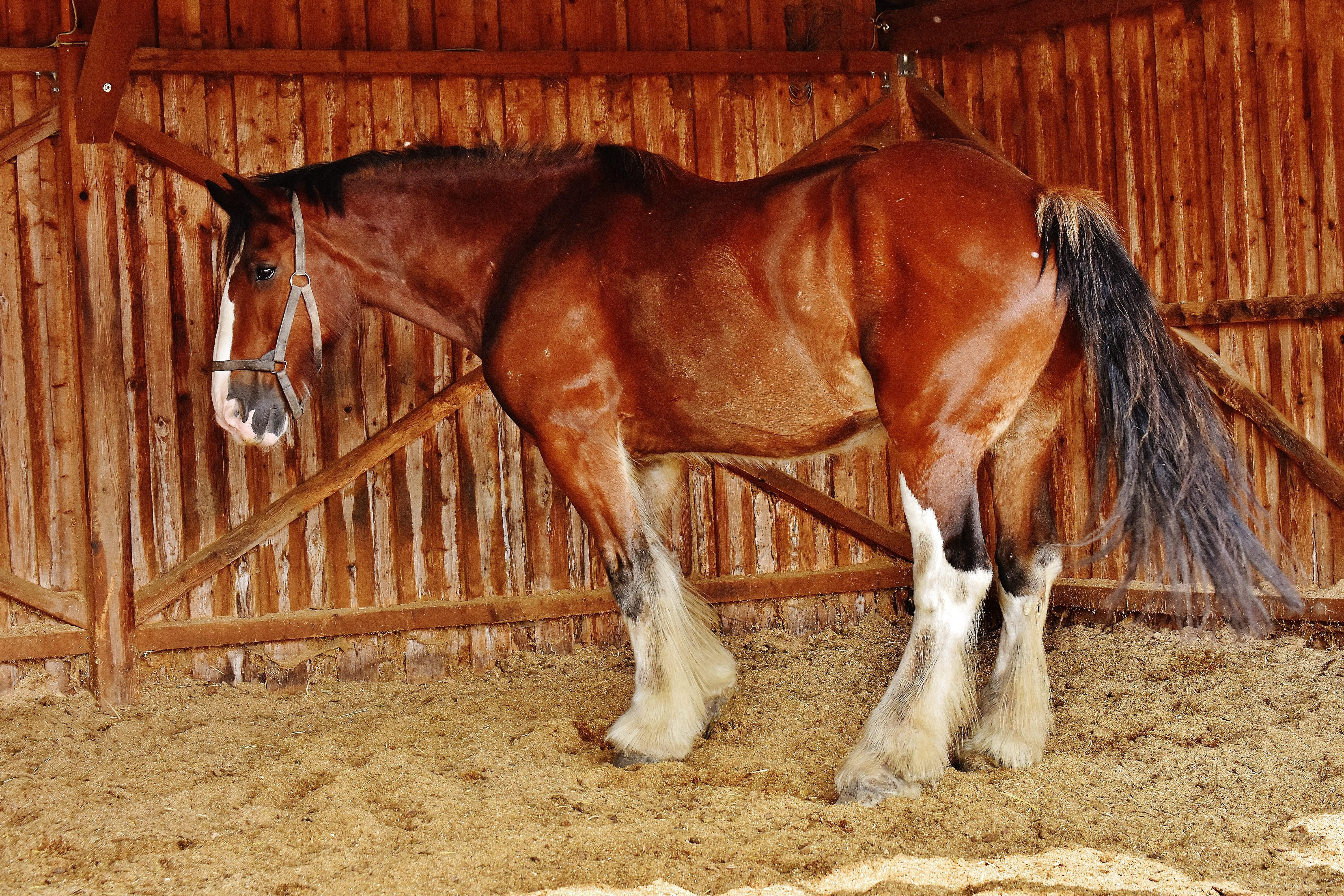 horse, cage, paddock, domestic animals, domestic, meadow, no people, big horse, group of animals, vertebrate, brown, animal head, pets, barrier, shire horse, HD Wallpaper