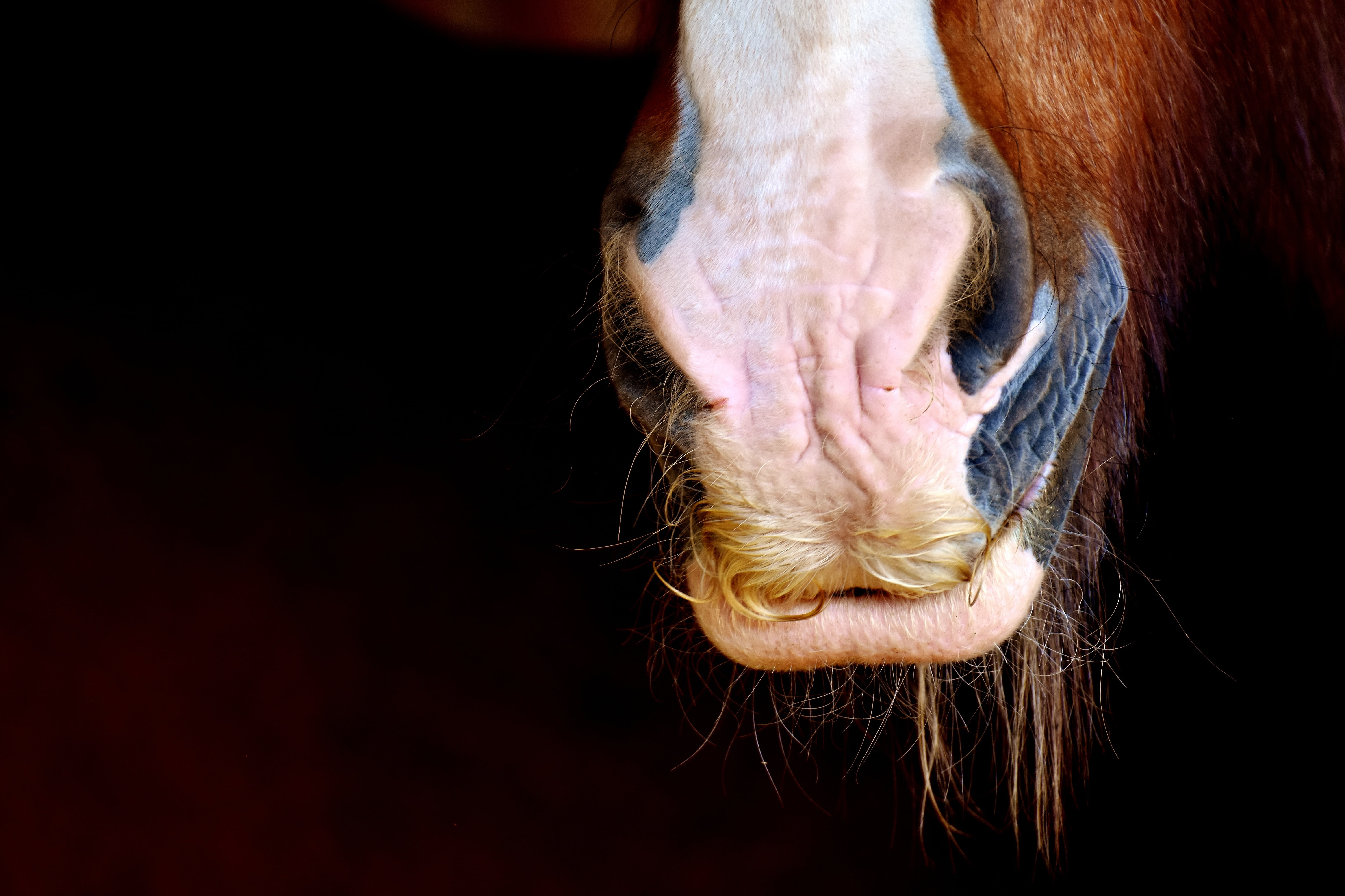 animal wildlife, white, human body part, close-up, animal themes, animal head, one animal, domestic animals, horse, nostrils, animal world, pets, animal body part, HD Wallpaper